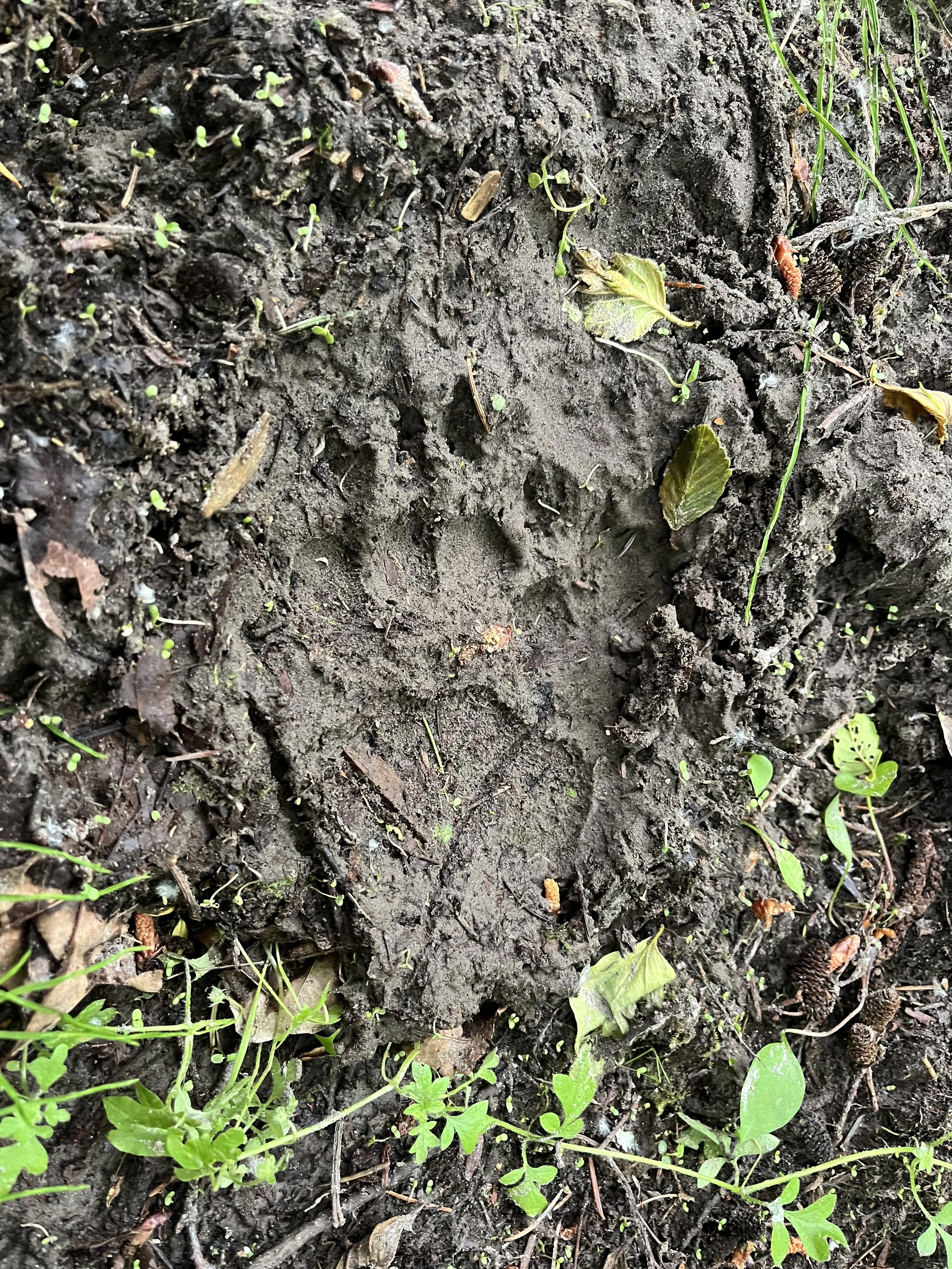 Black Bear yearling