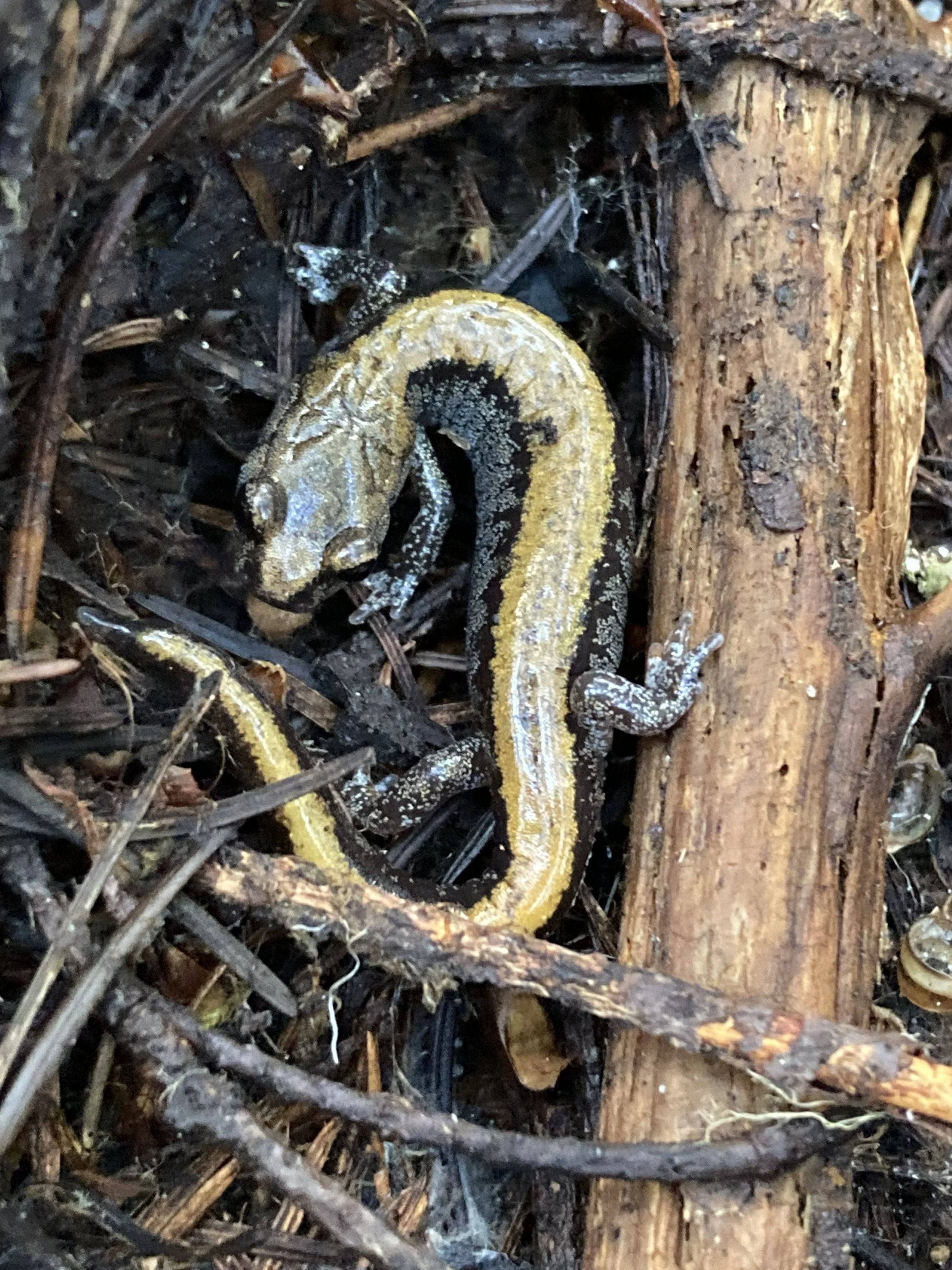 A Larch Mountain Salamander. Endemic to SC WA
