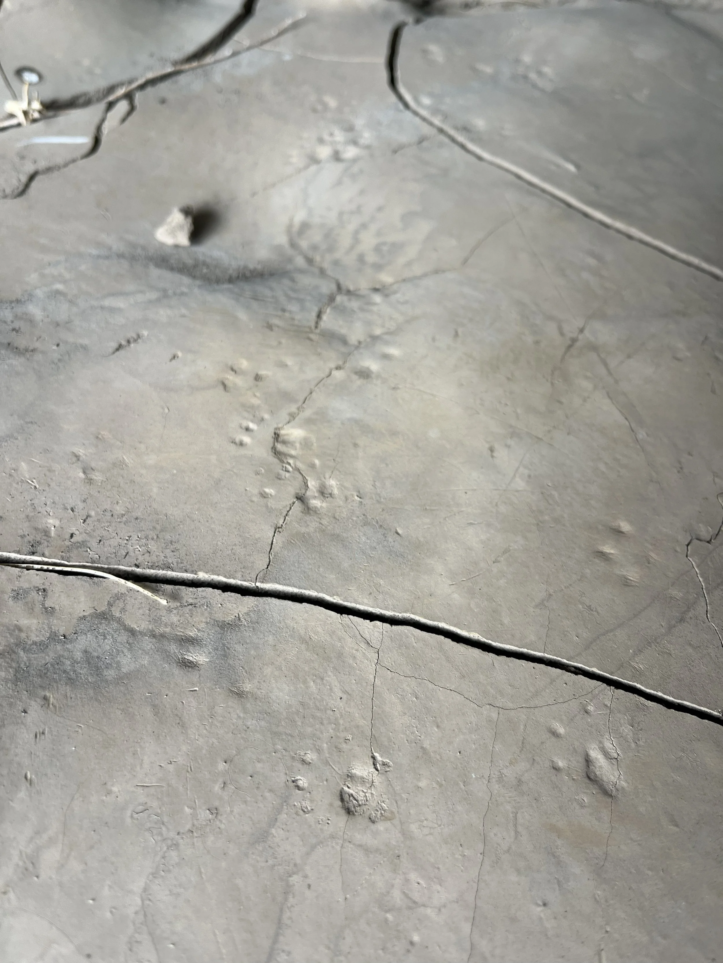 This mud caught these delicate Bushy Tailed Woodrat tracks.