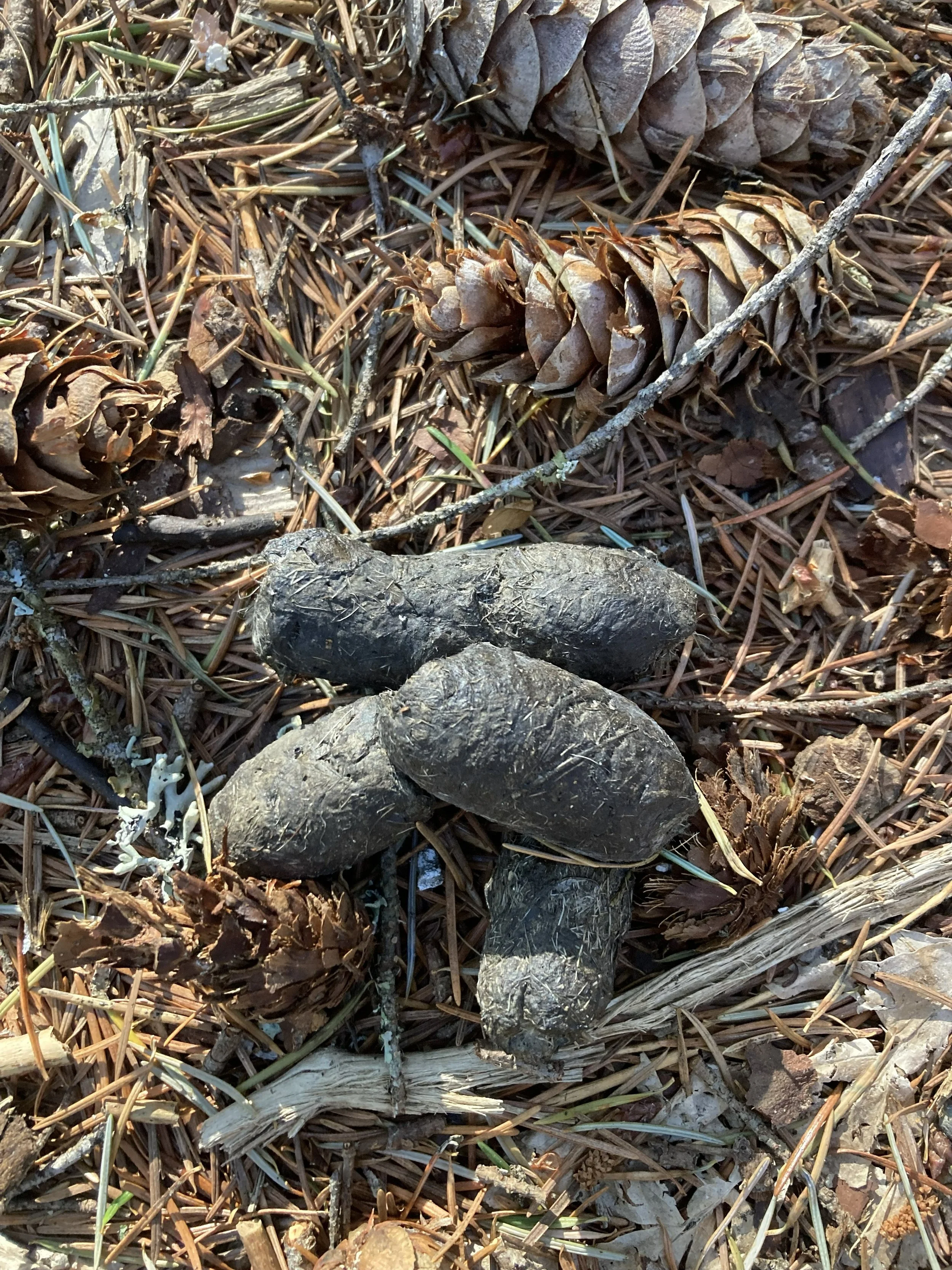 A handsome Bobcat scat. 