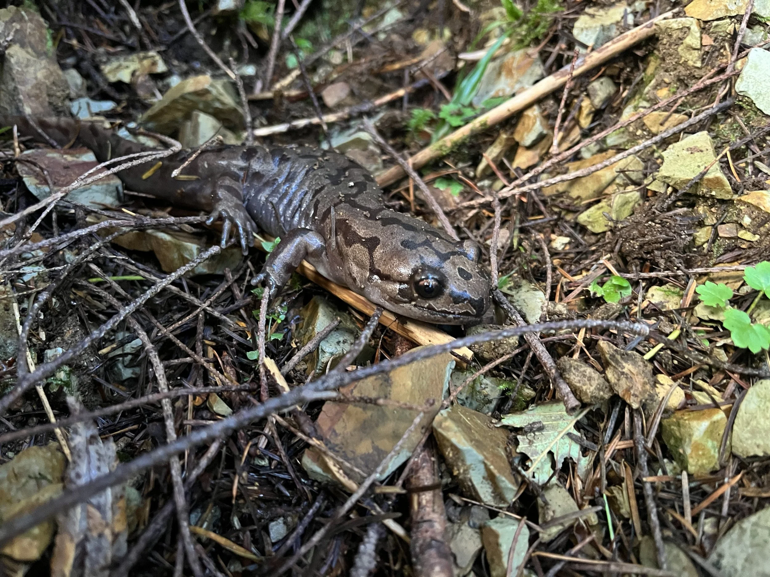 Giant Pacific Salamander