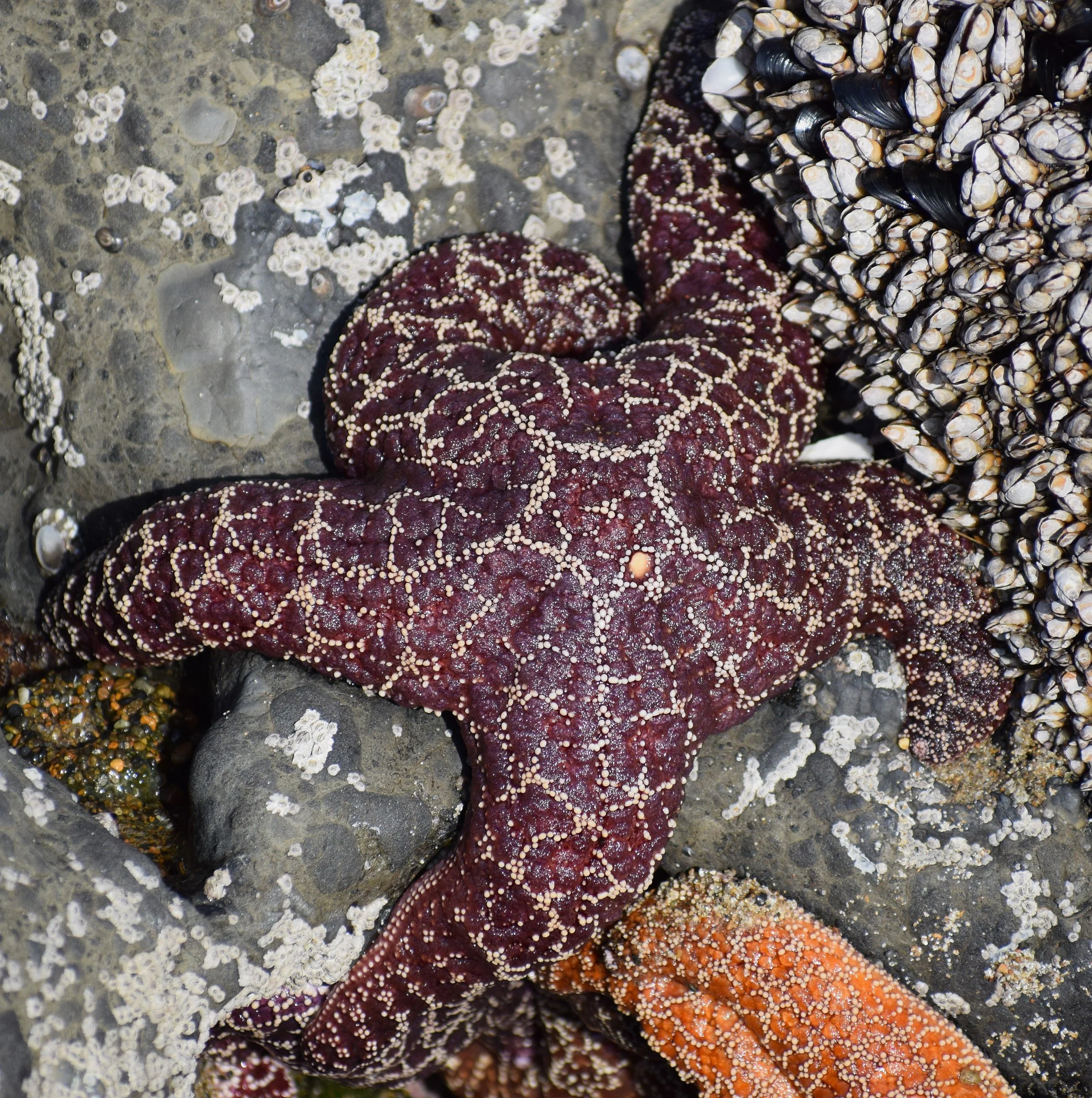 An Ochre Sea Star, The keystone species of our tidal shores