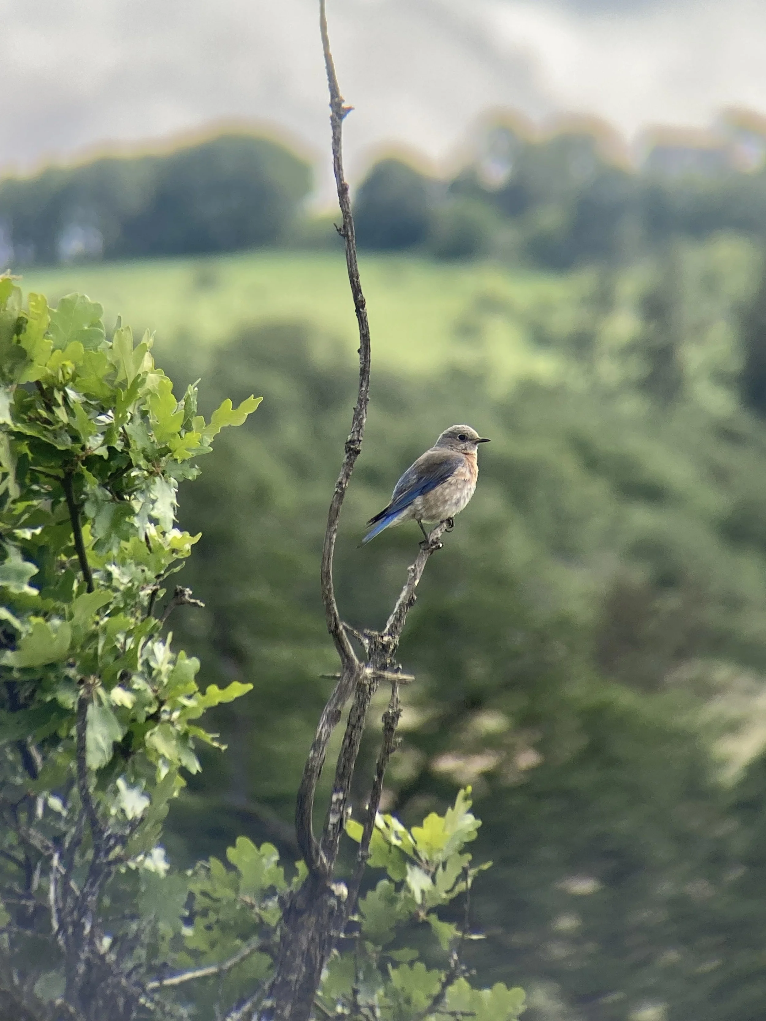 A female Western Blue Bird enjoys the sliver of Oak habitat that stretches North and South along the Eastern Edge of the Cascades.