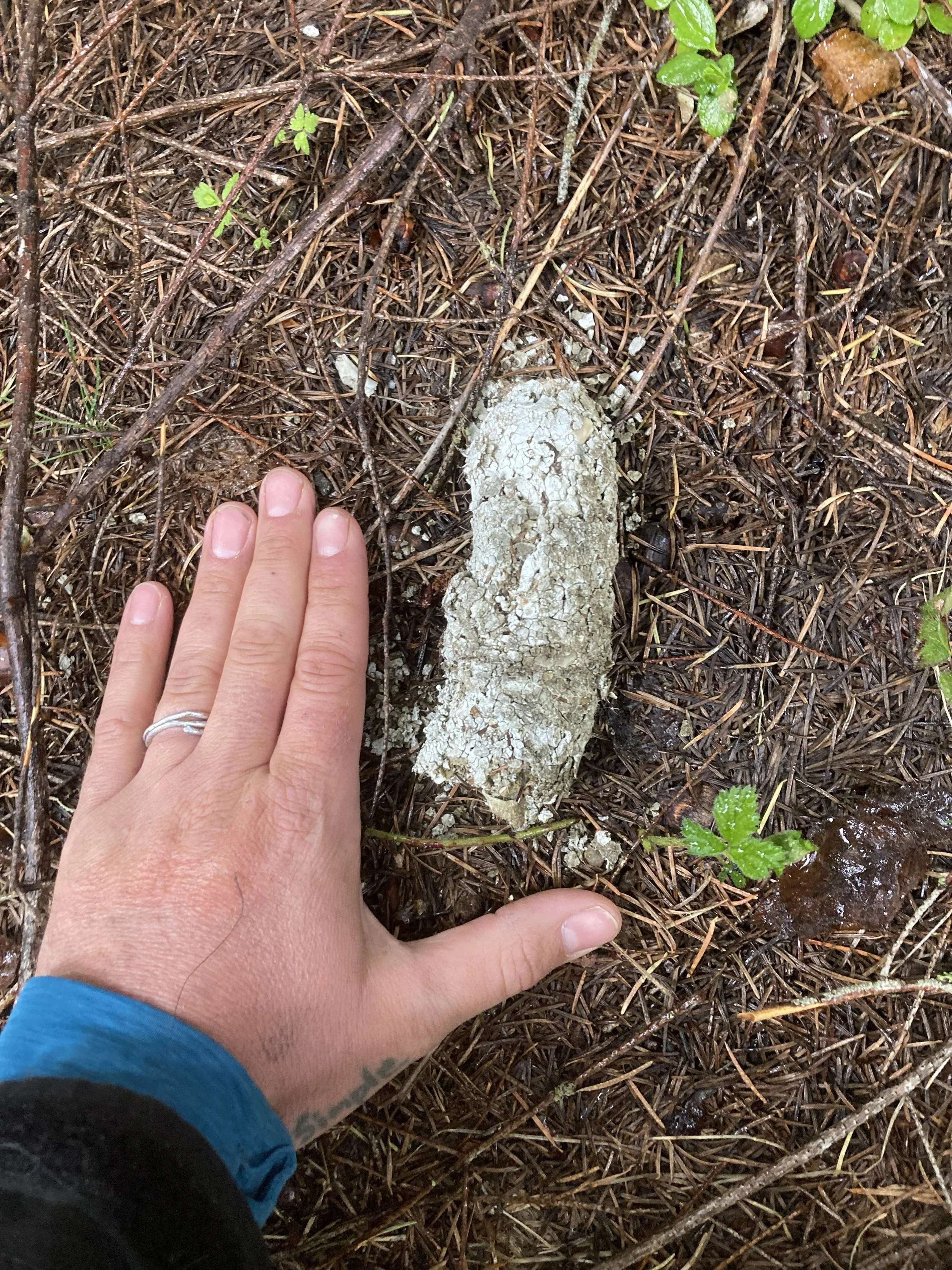An old but mighty Cougar scat