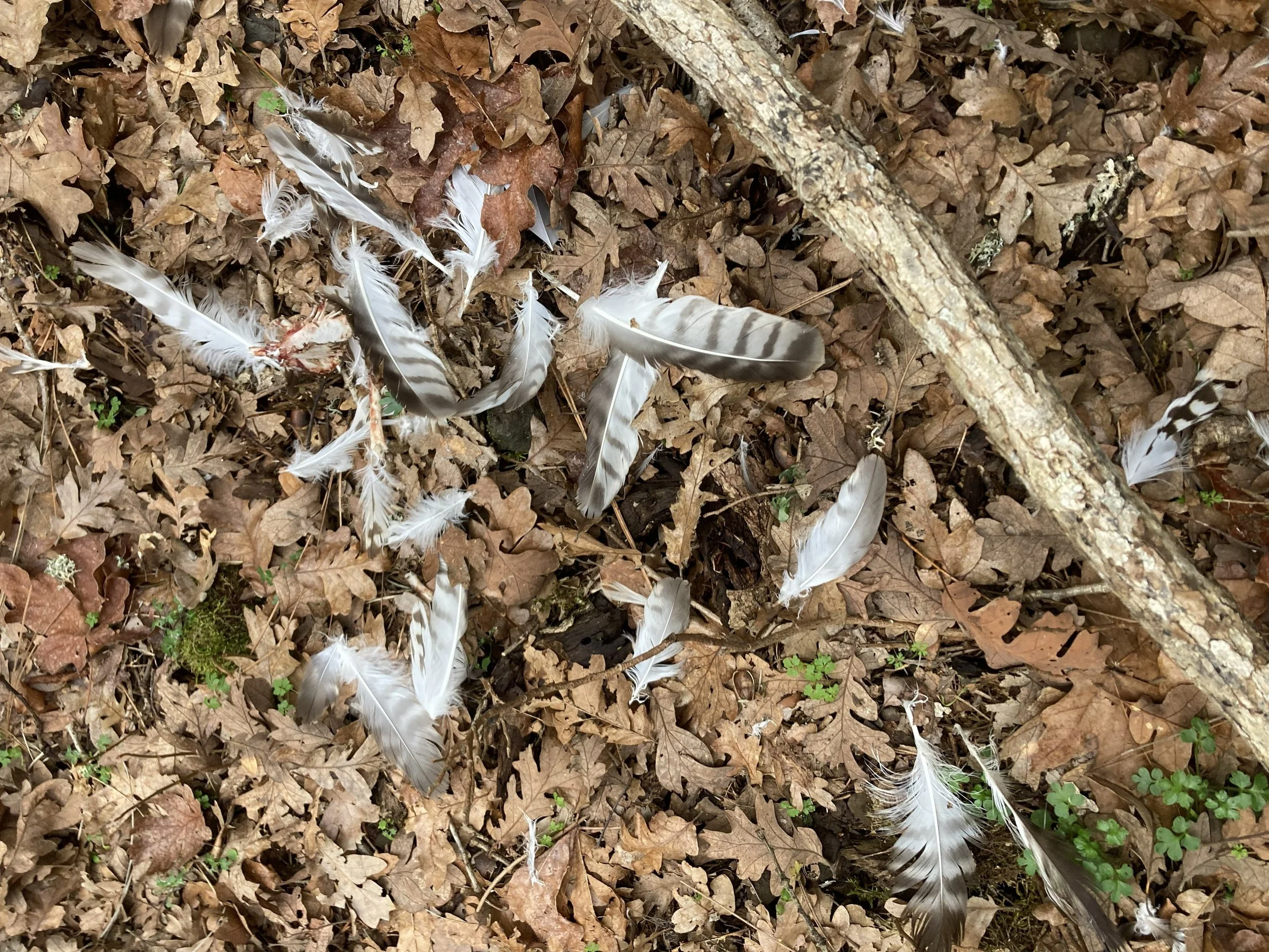 Plucked Red Tail Hawk feathers likley a prey item for a Great Horned Owl. With a few sheered feathers from a ground dwelling scavenger.