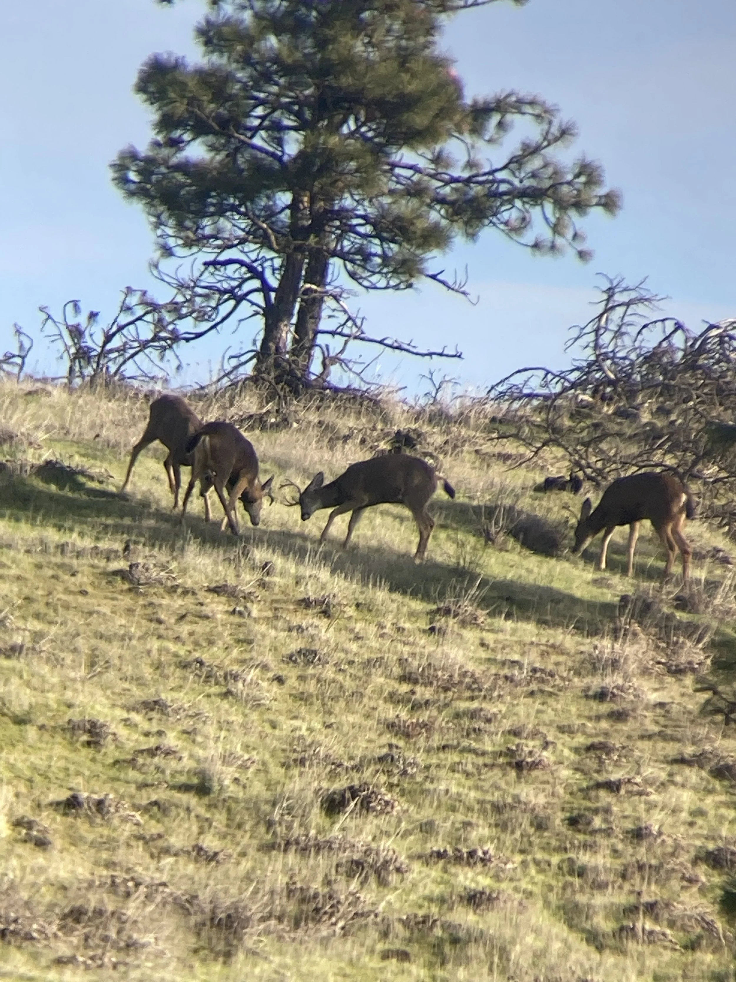 Some young Black Tailed Deer bucks, practice thier jousting