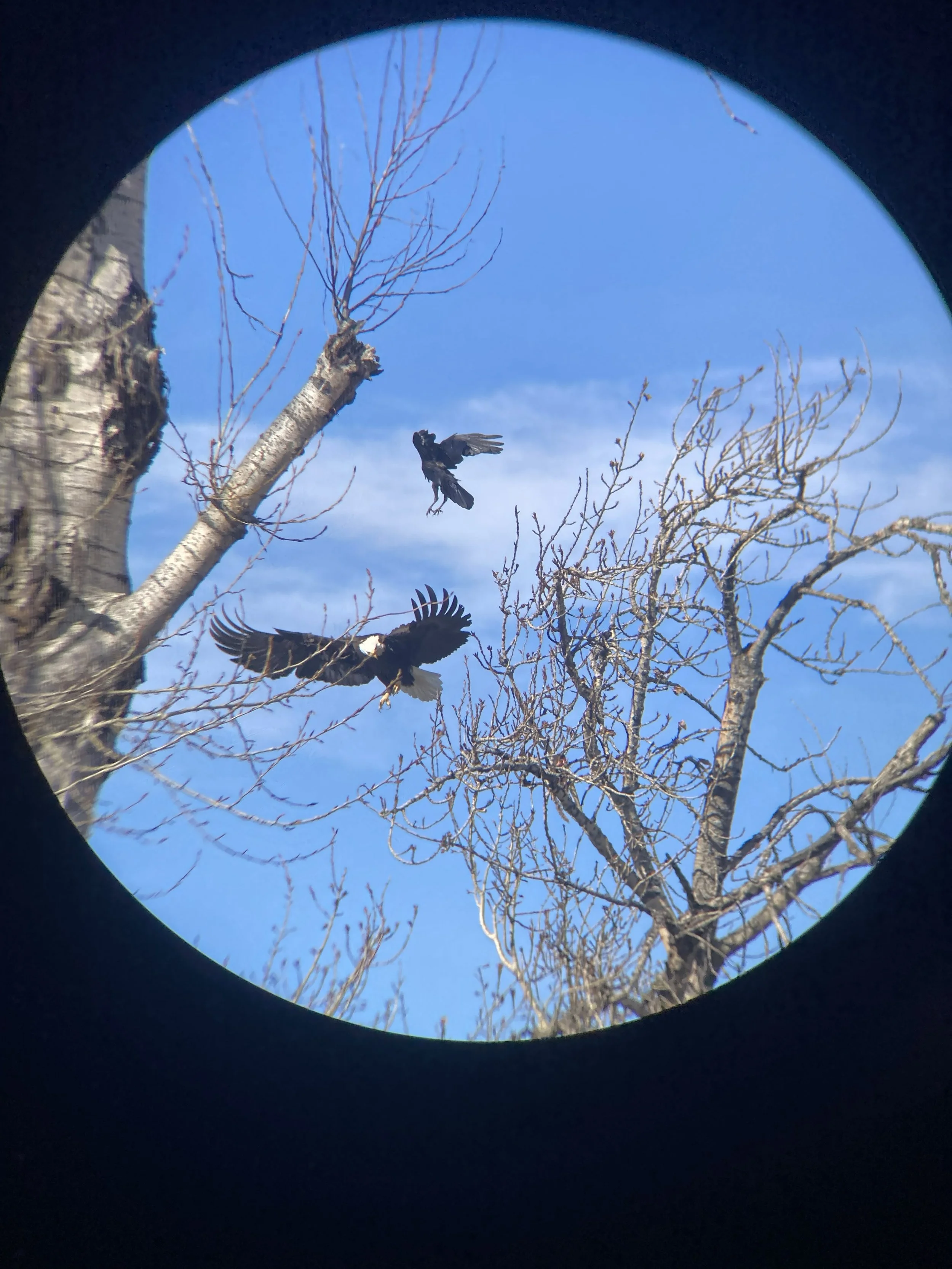 A Bald Eagle intimidates a Raven off a fresh Douglas Tree Squirrel stashed in the tree’s limbs
