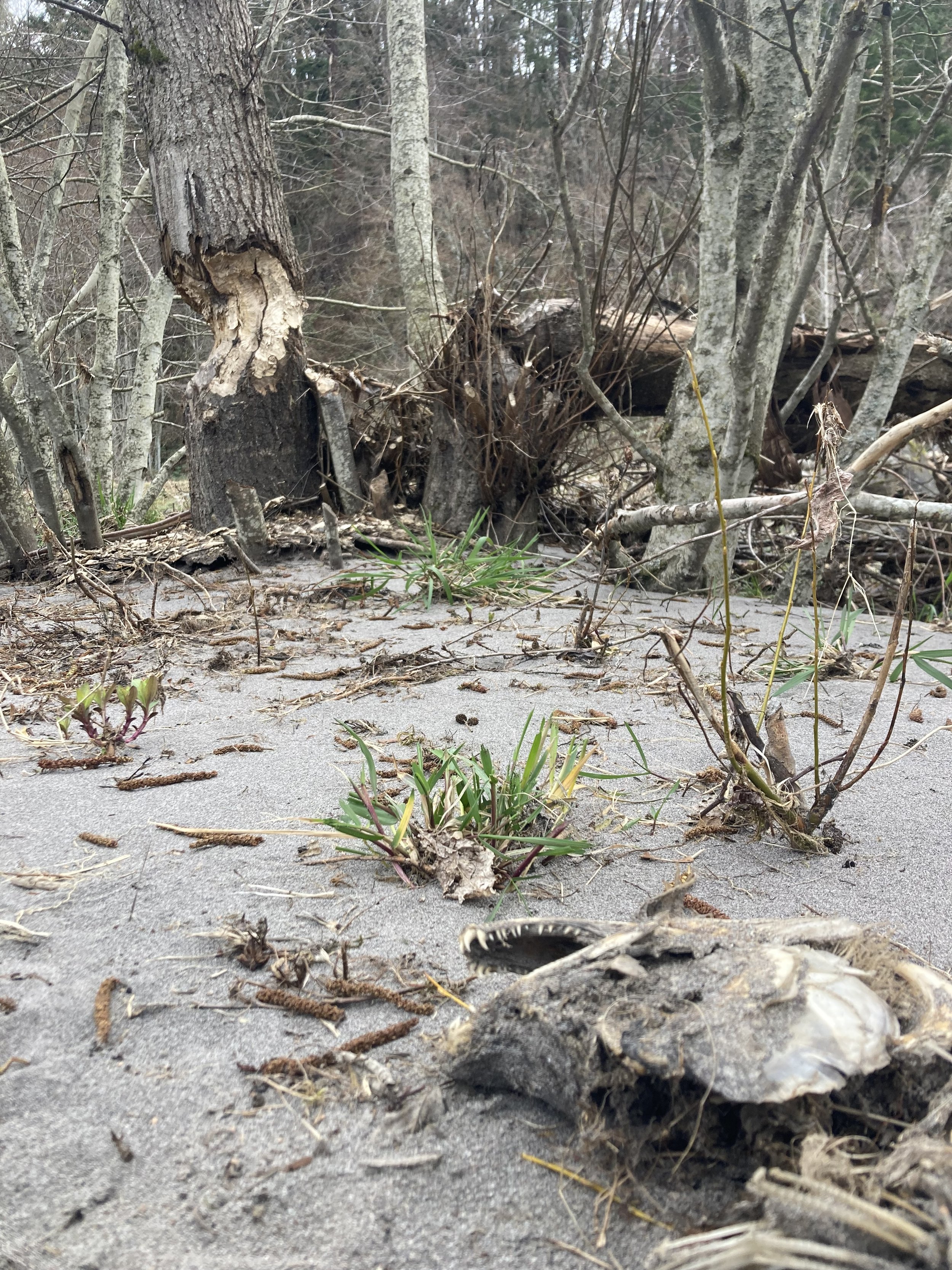 Salmon trophic-cycle and beaver sign along a river bed.