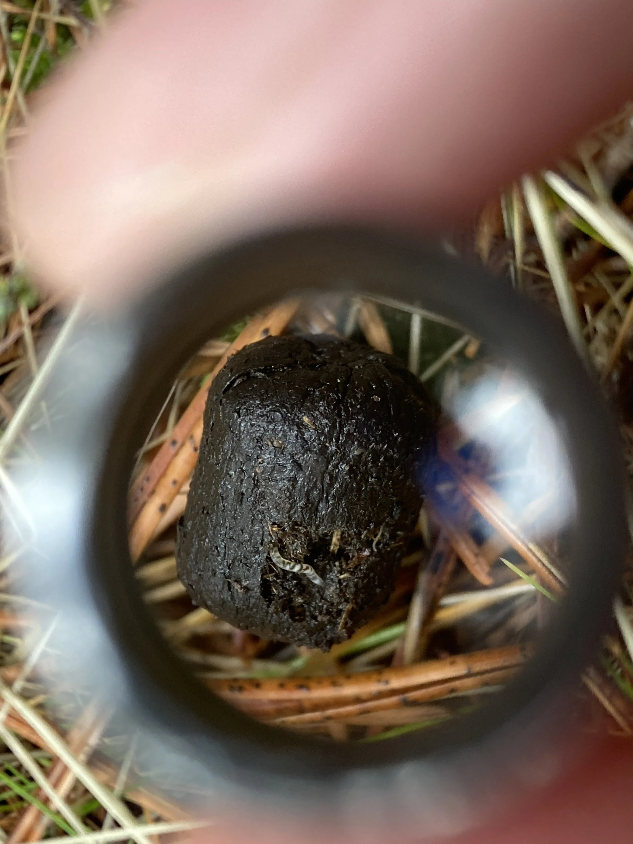 Elk scat with a little grub starting to reuse the nutrients. 