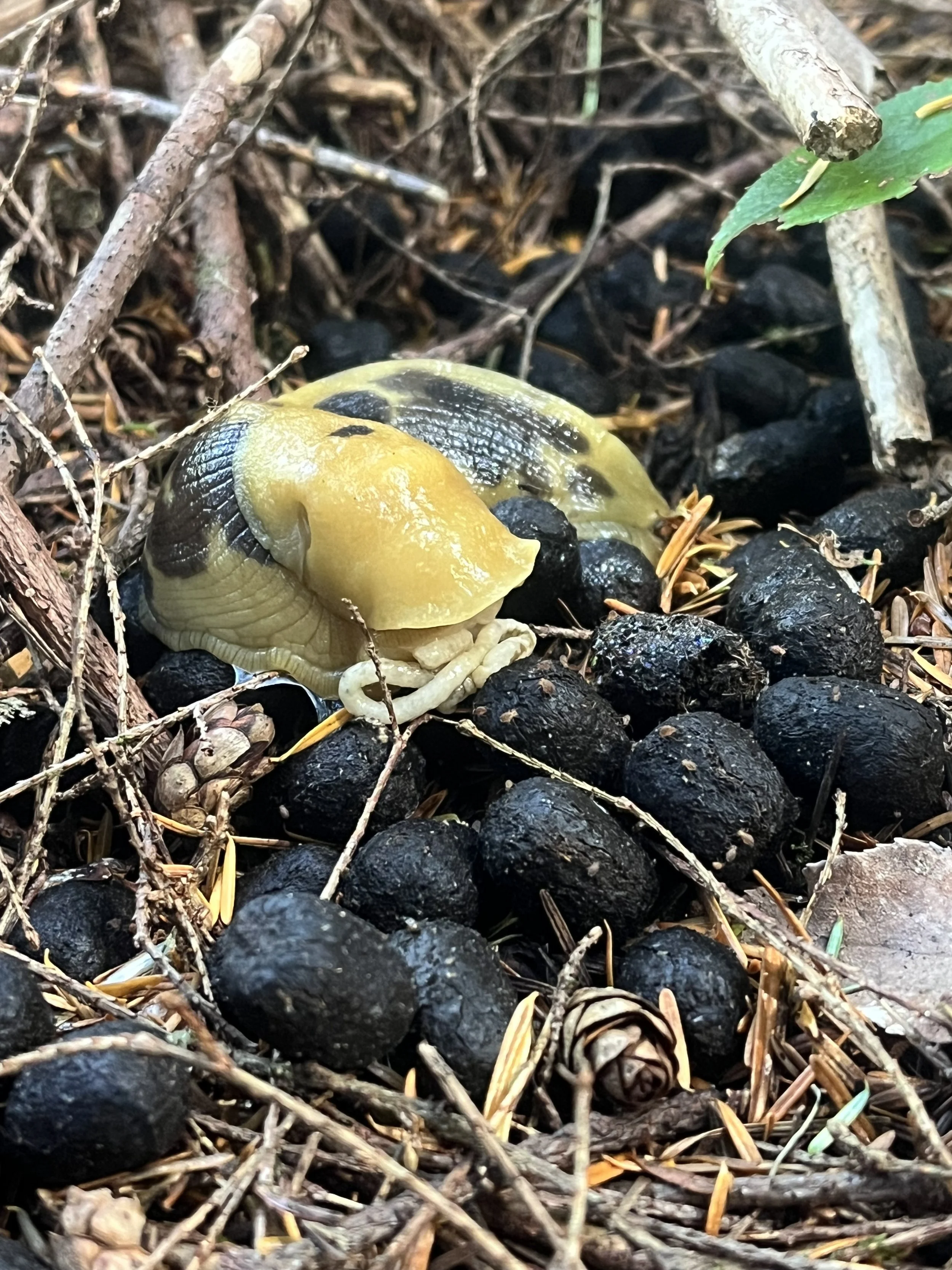A Banana Slug freshly pooped out of it's anus (located just under the mantle near its face) ontop of some fresh Elk Scat.