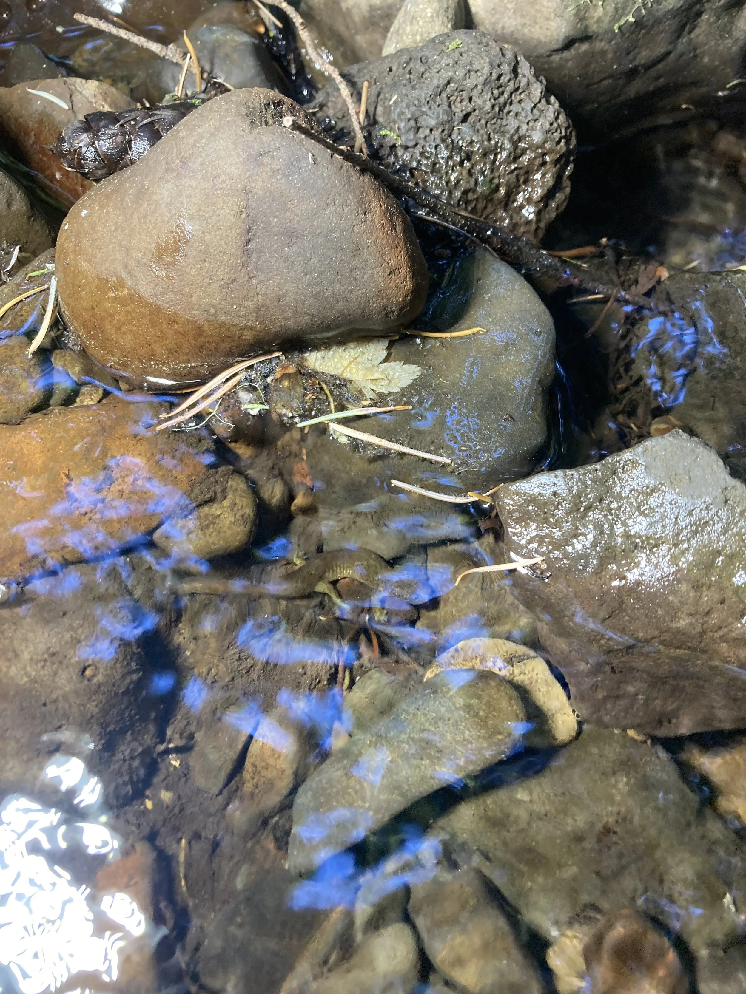 Look Closely! A Cascade Torrent Salamander.