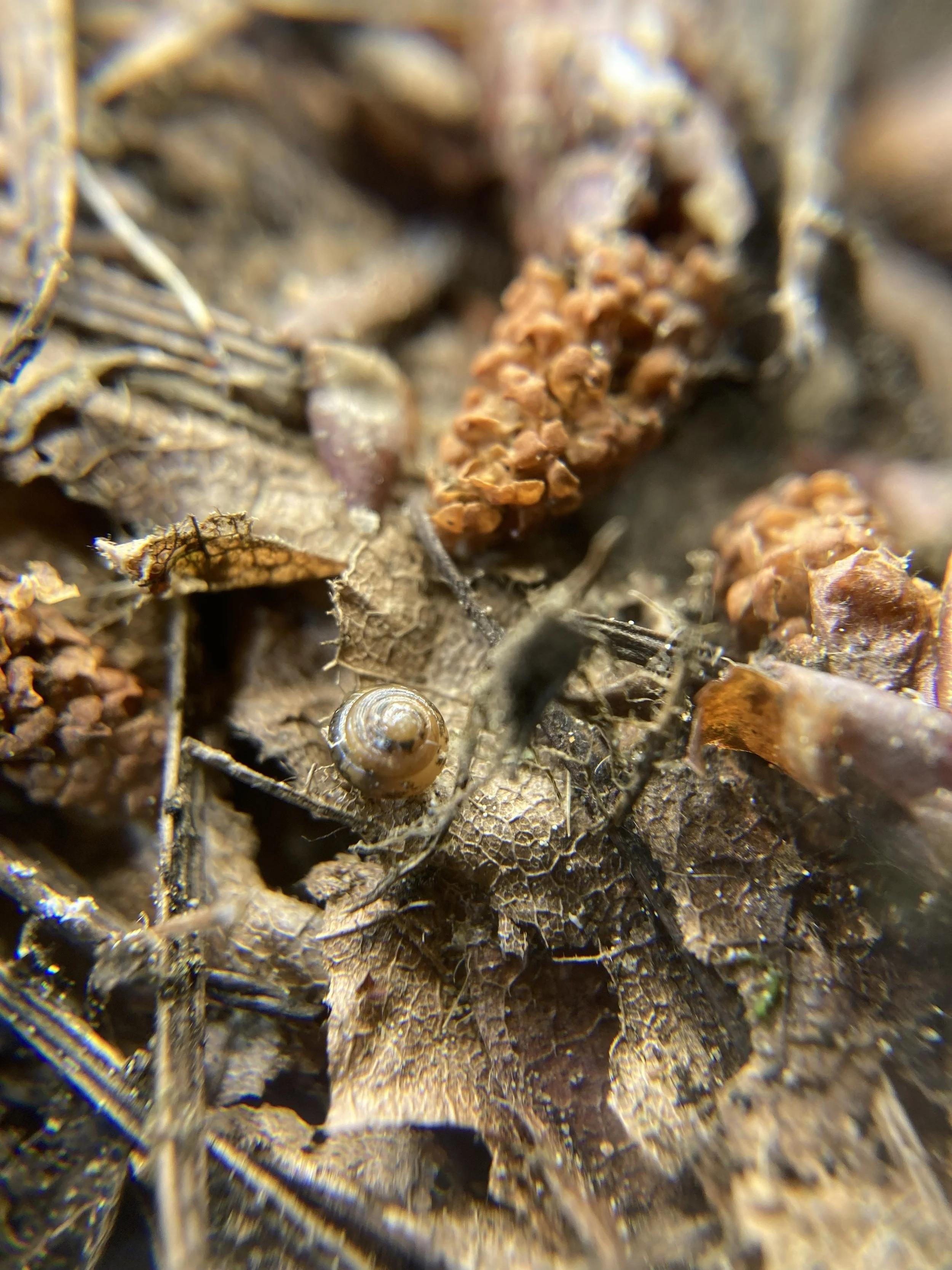 a 5 whirl almost microscopic terrestrial mulusk endemic to the Columbia Gorge.