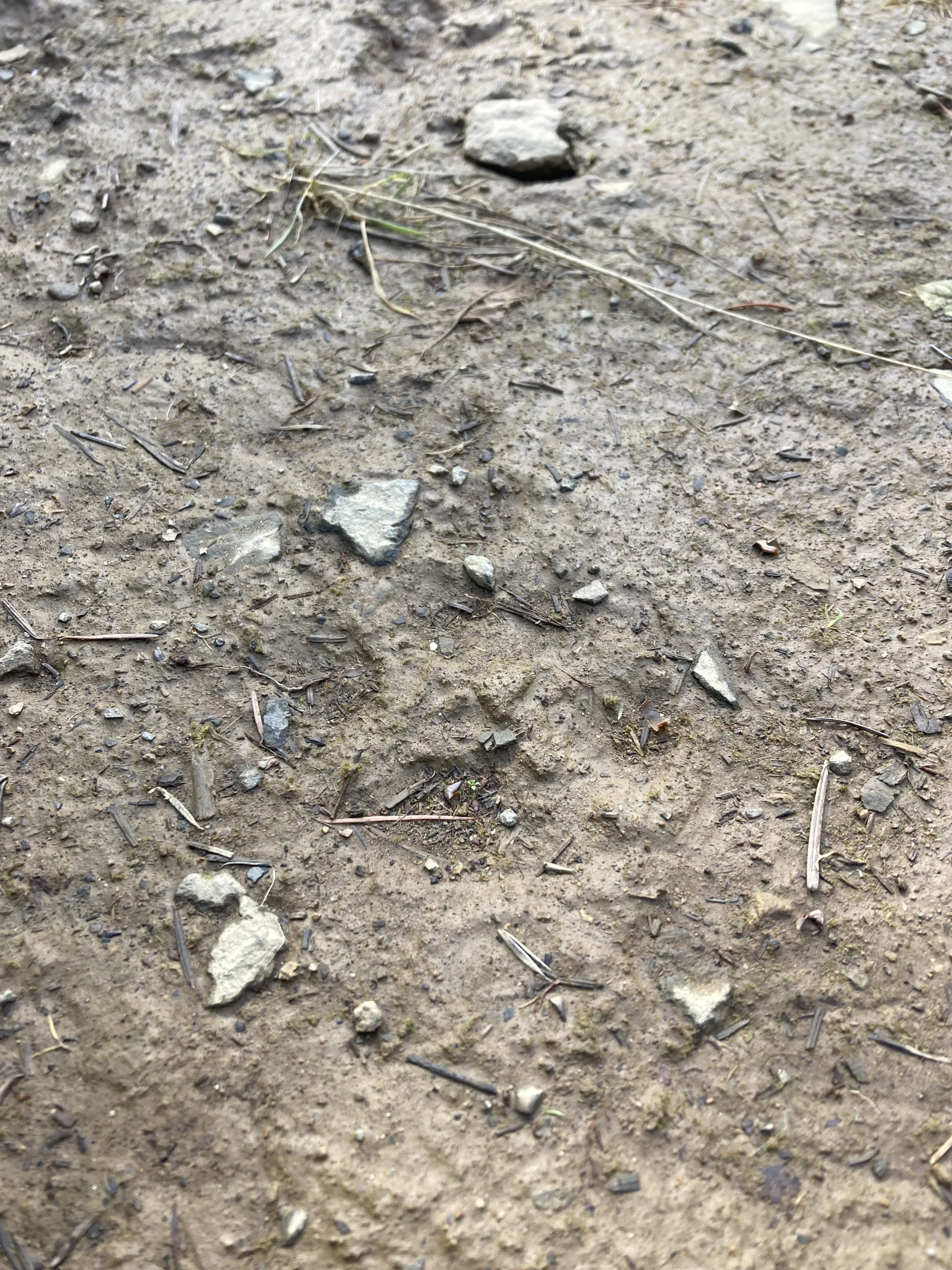 An old track of a Cougar moving along the muddy trail.