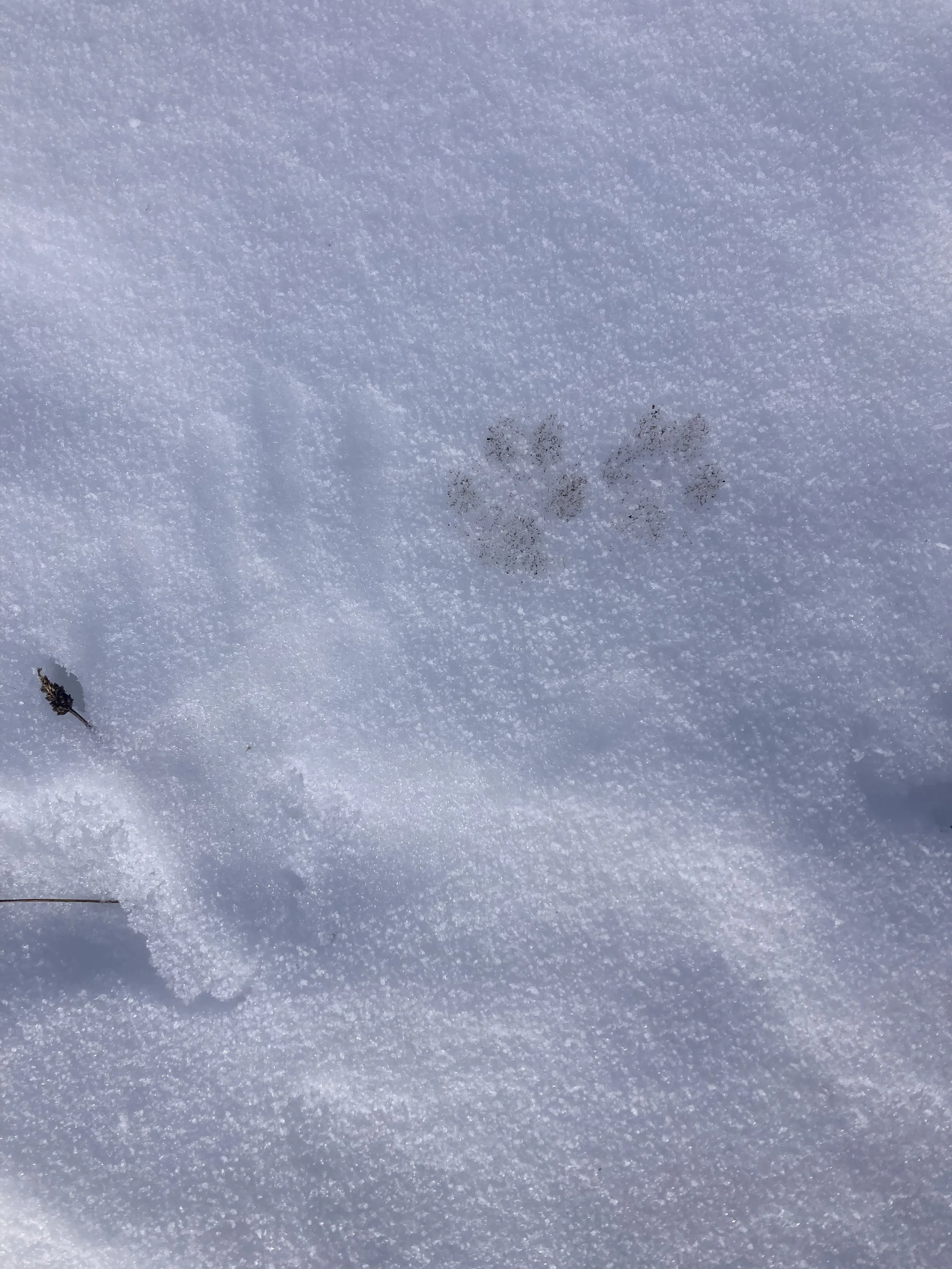 A muddy Bobcat walks over crusty snow. 