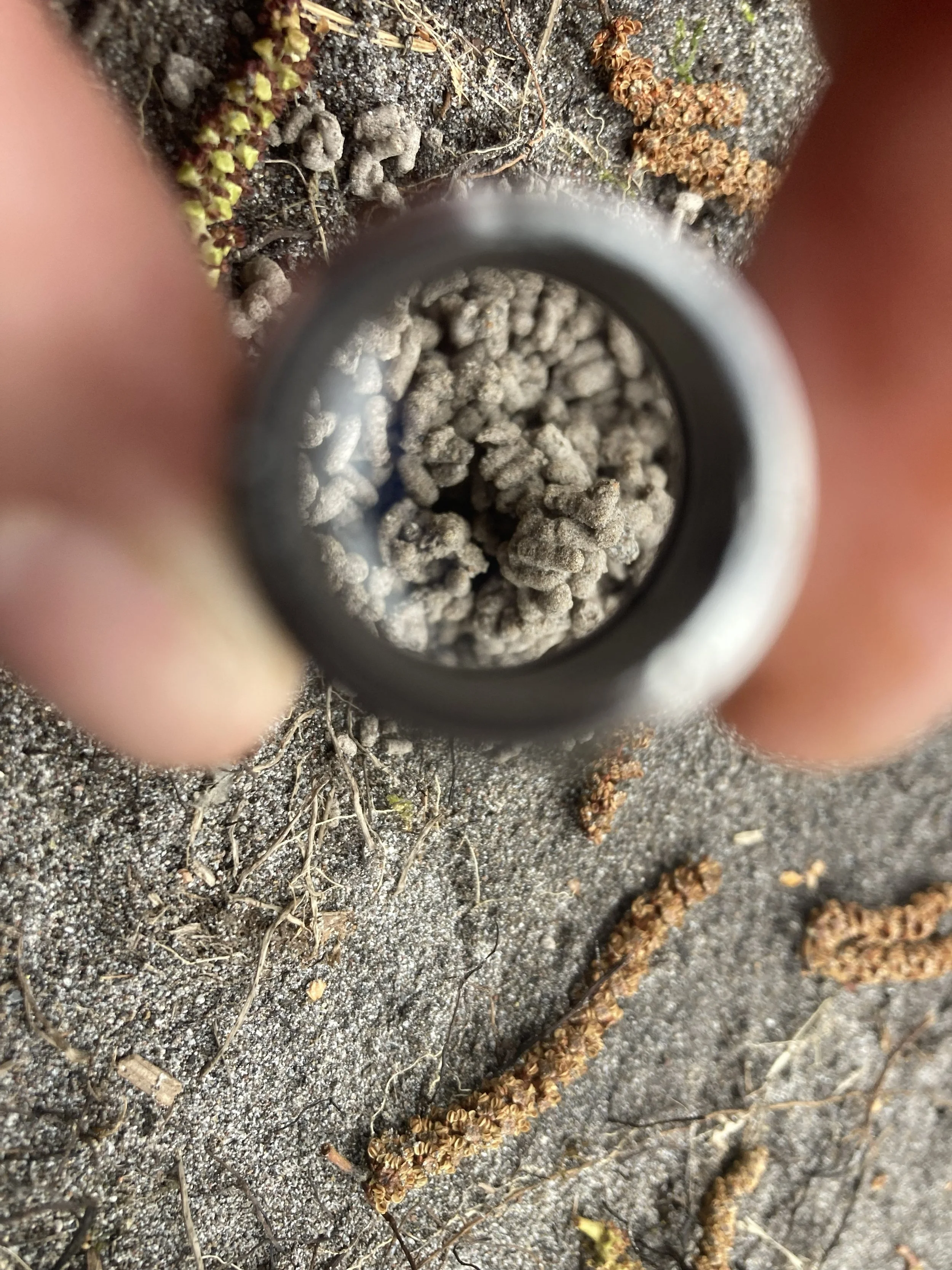 Earth Worm scat!