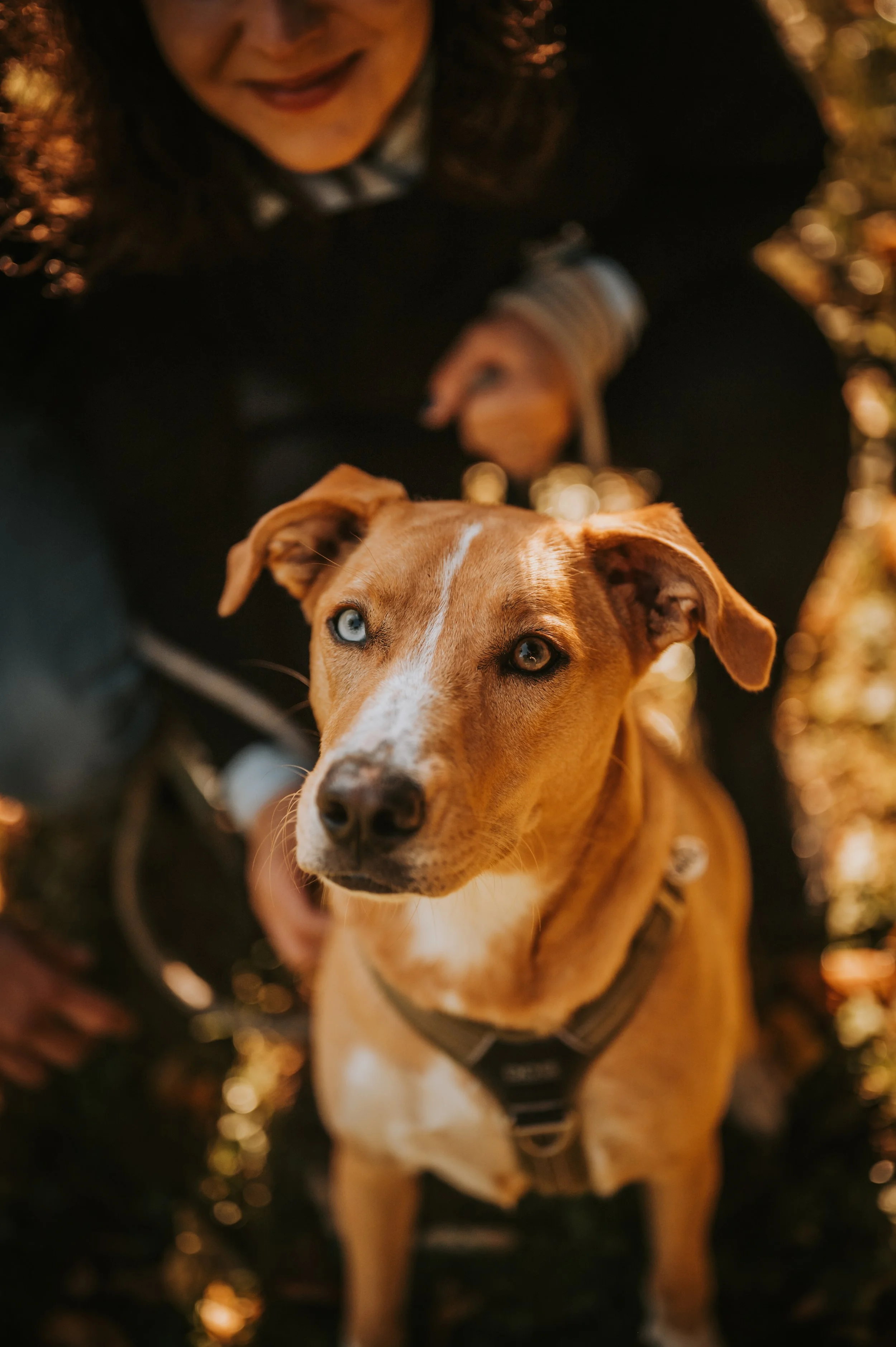A close-up of a dog with light brown fur and piercing blue eyes, wearing a harness, with a woman smiling in the background.