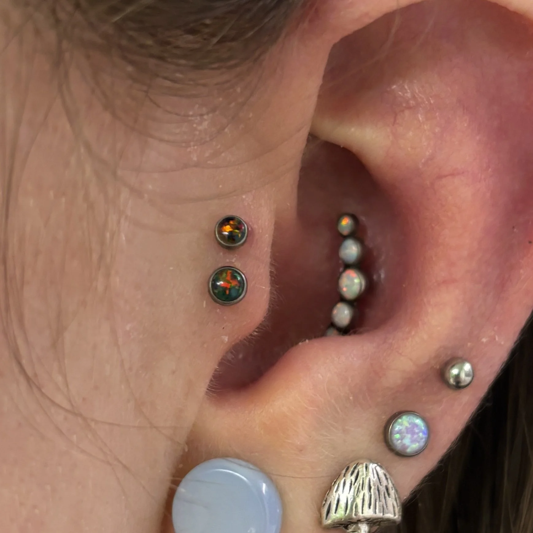 Fresh Double Tragus & Healed Conch