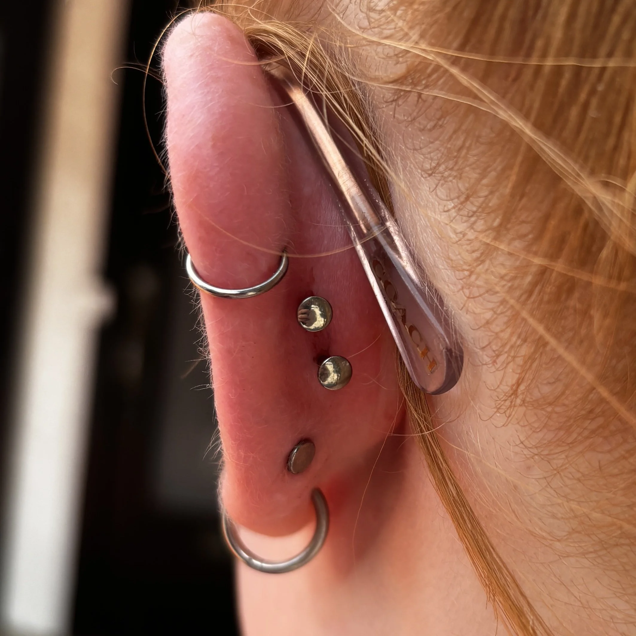Back of Double Conch