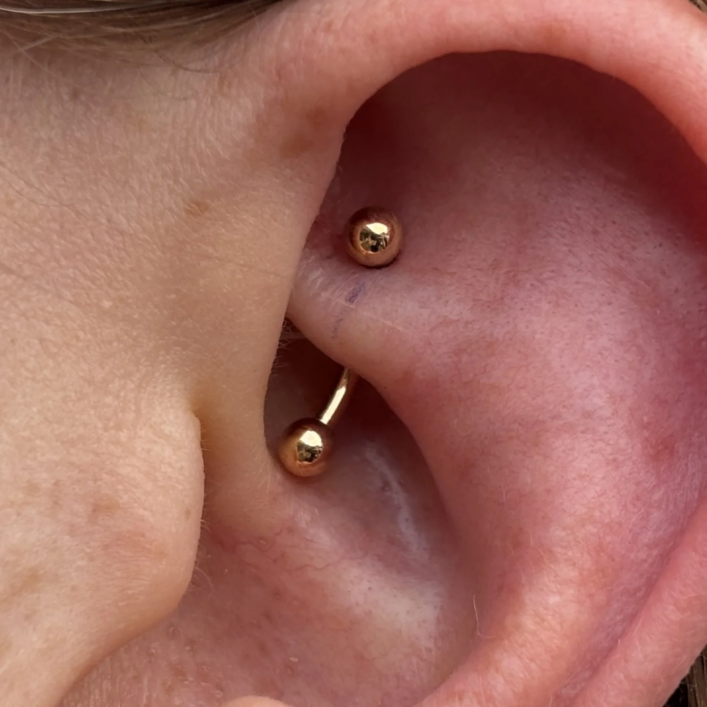 Rook