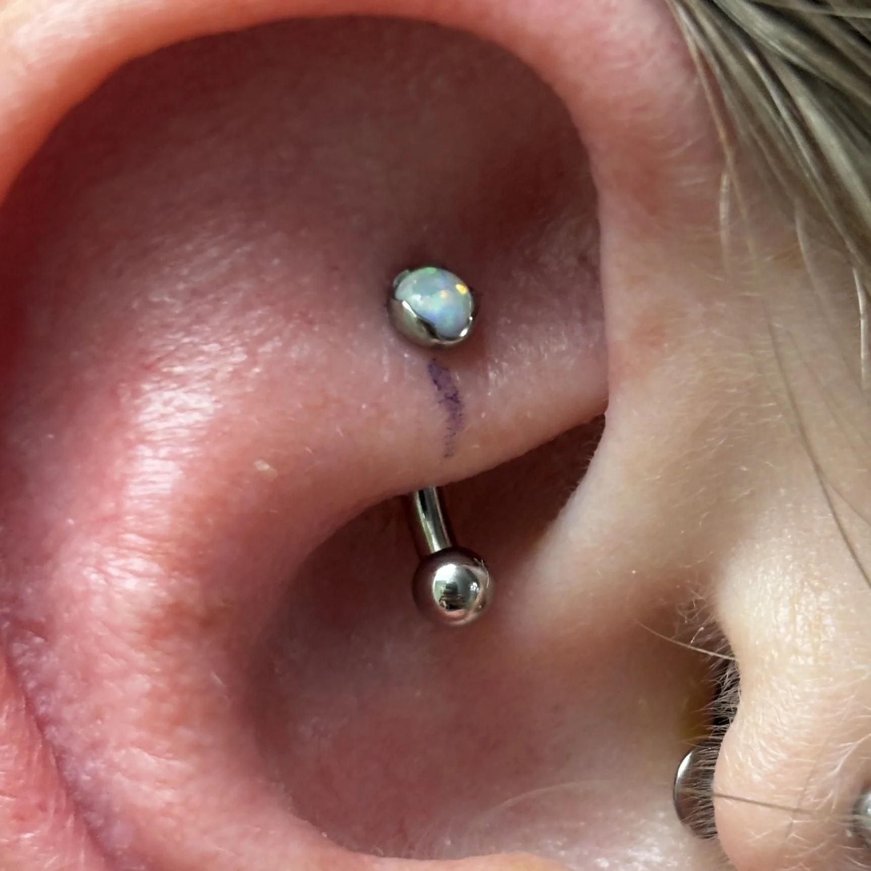 Rook