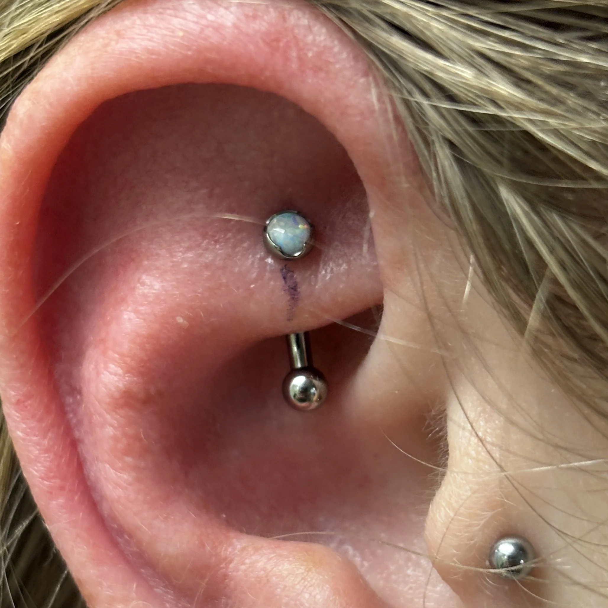 Rook