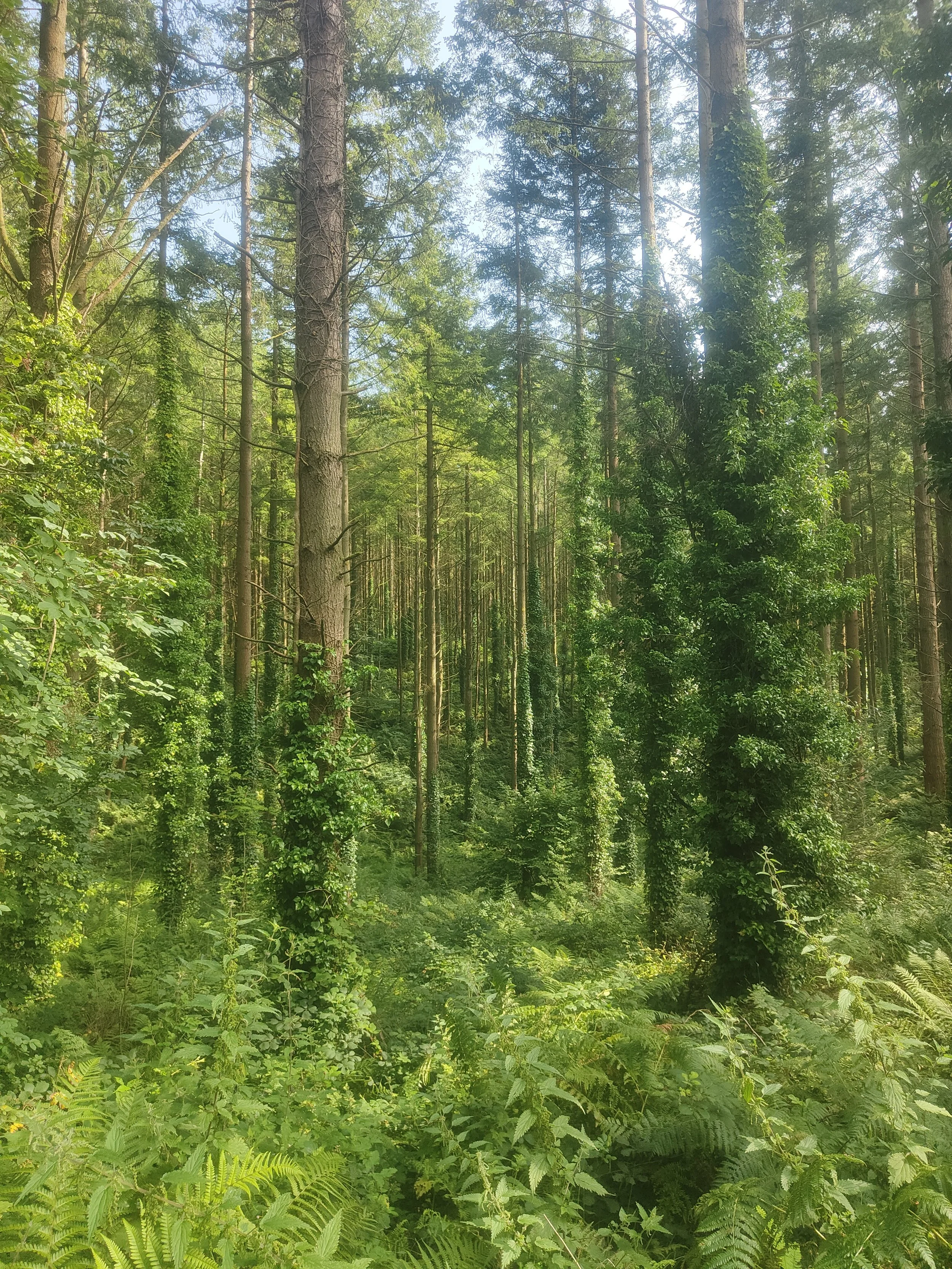 Benevenagh Forest