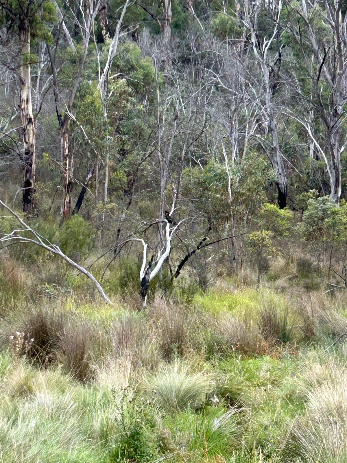 Australian outback