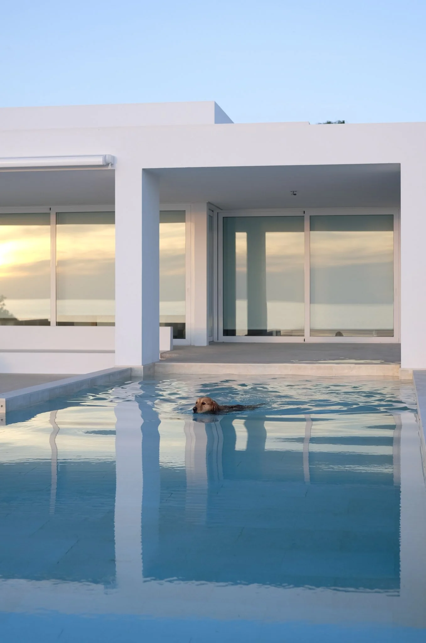 Modern house with large glass doors and a swimming pool. Dog swimming in the pool with a sunset reflected on the water.