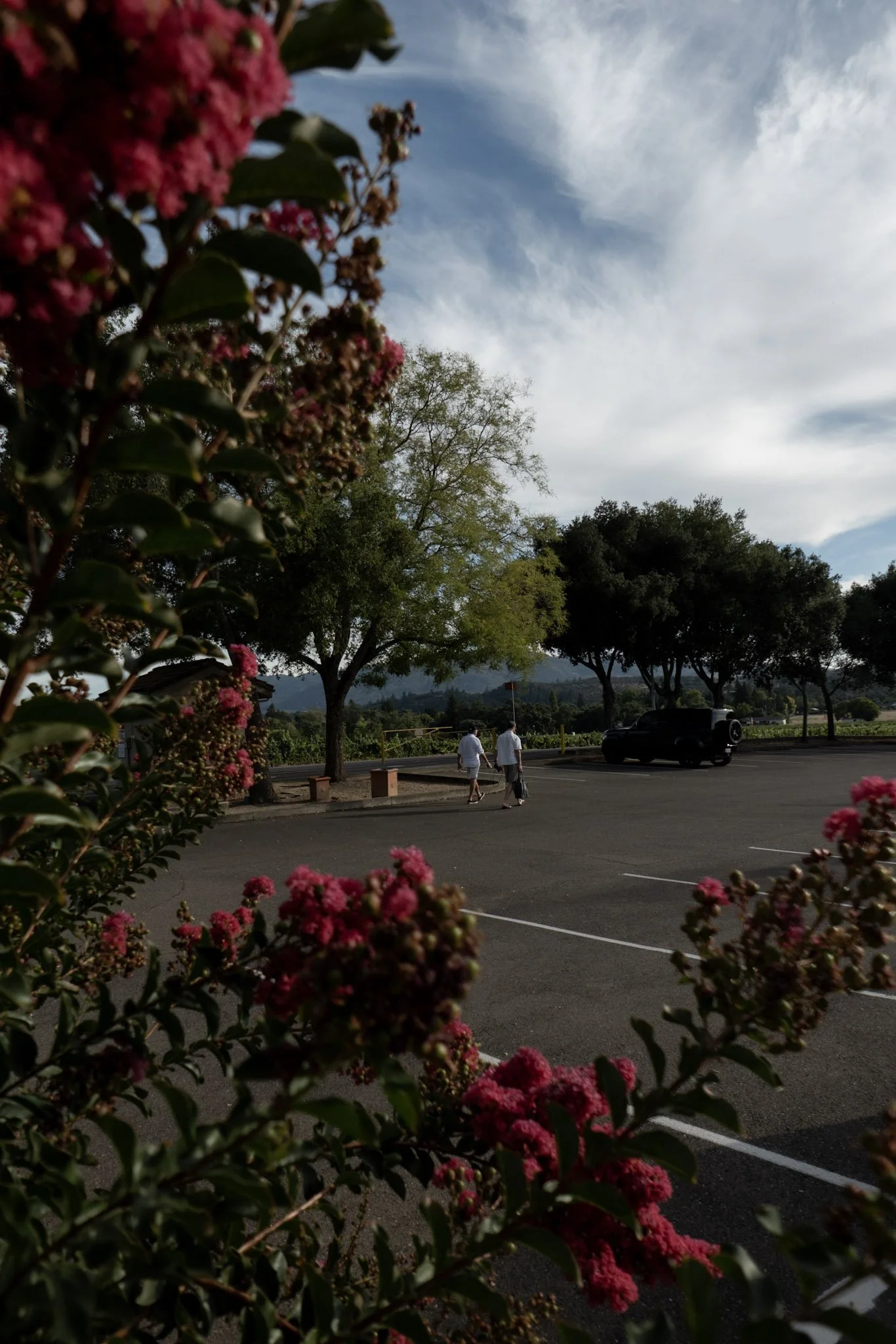 Pink flowers in the foreground with a parking lot, trees, and sky in the background.