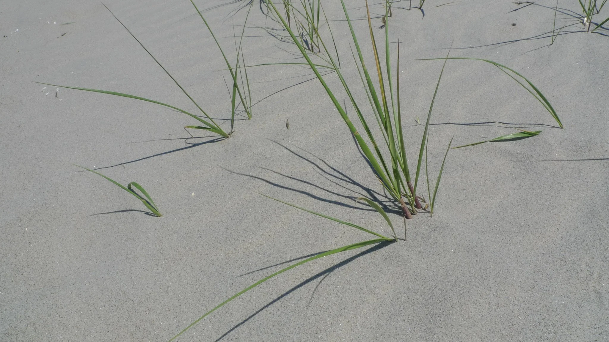 Green beach grass growing in sandy terrain with shadows cast by the plants.