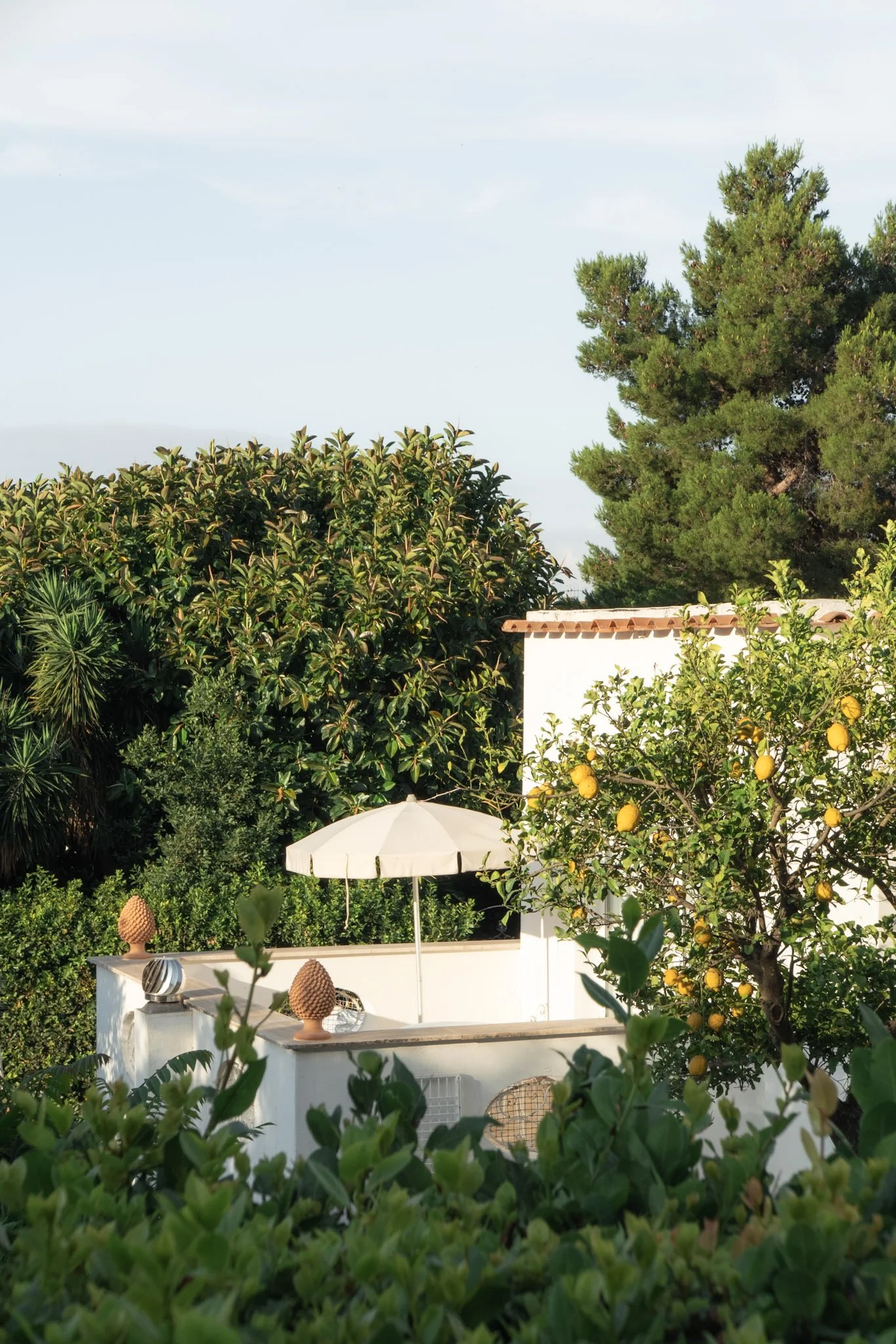 A lush garden with a white patio area, yellow lemons on trees, green bushes, and tall trees under a bright sky.