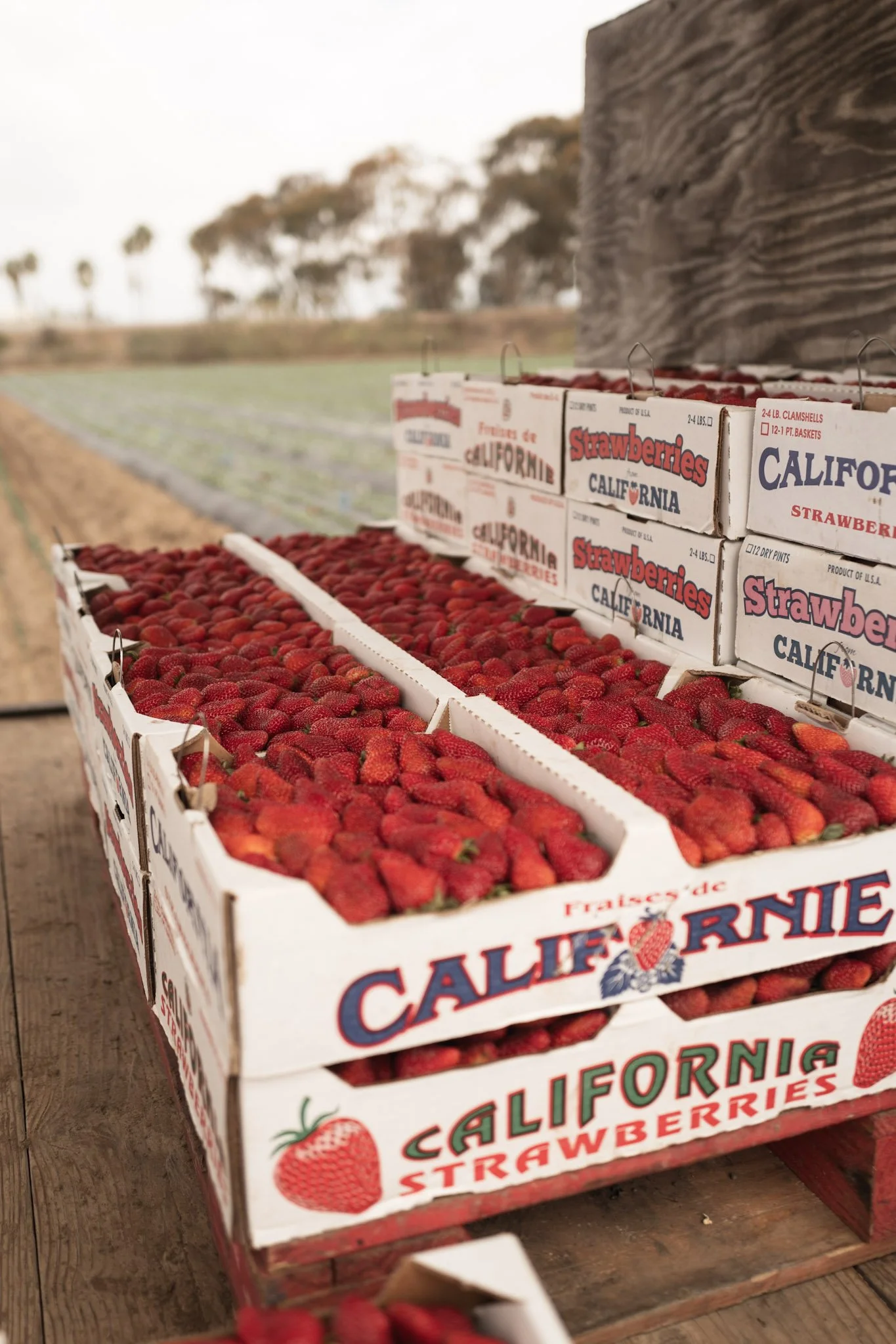 Several open boxes of fresh strawberries on a farm stand with a blurred background of trees and farm fields.