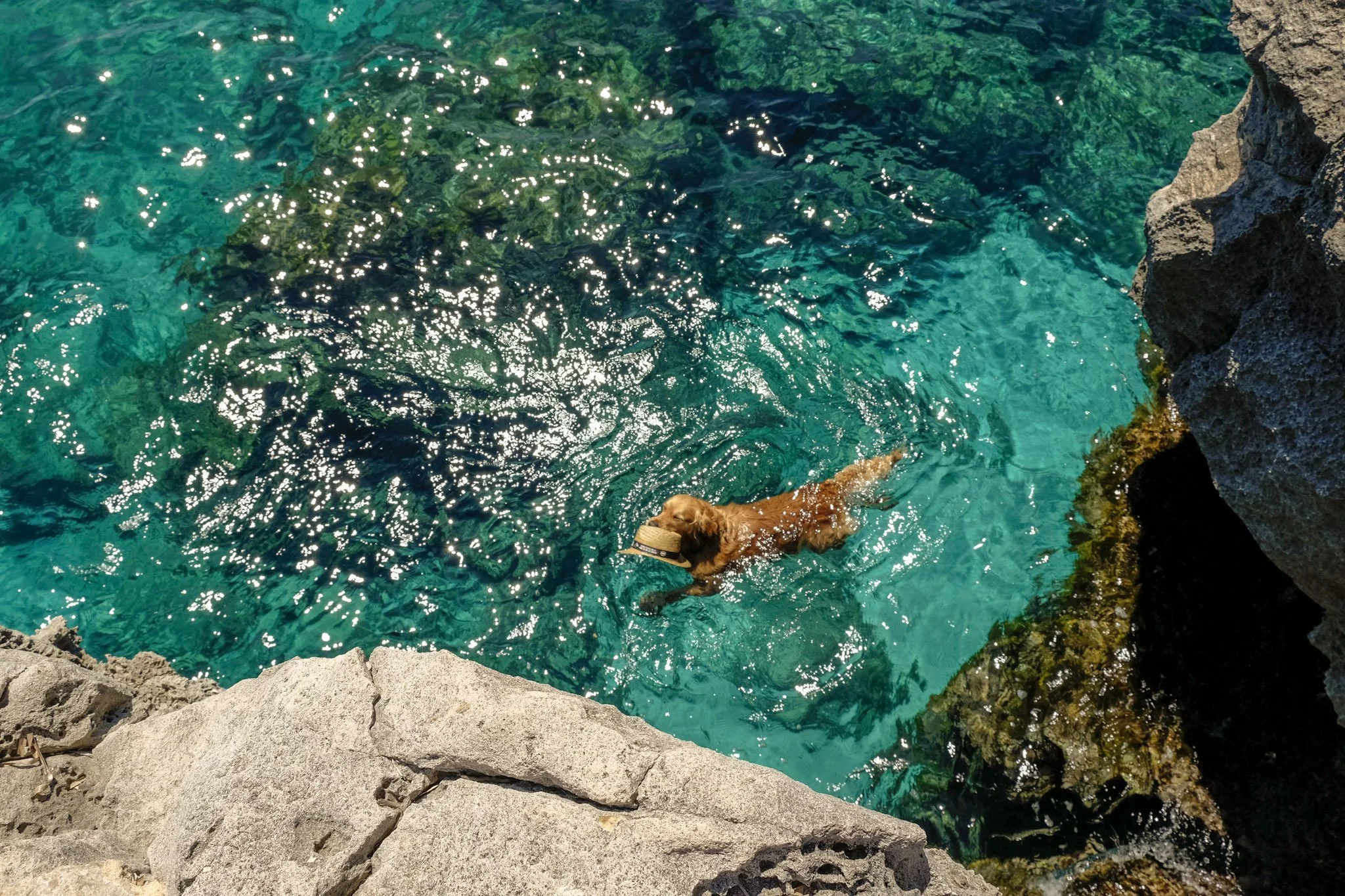 A dog swimming in clear turquoise water near rocky shoreline.