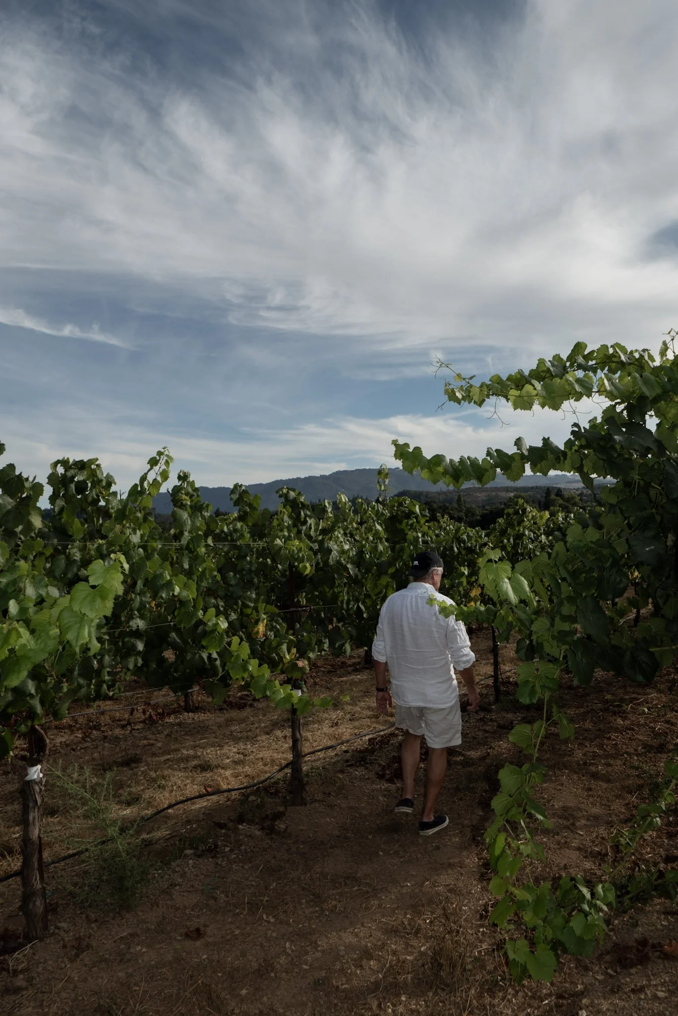 A man walking through a vineyard with grapevines on either side, under a mostly cloudy sky.