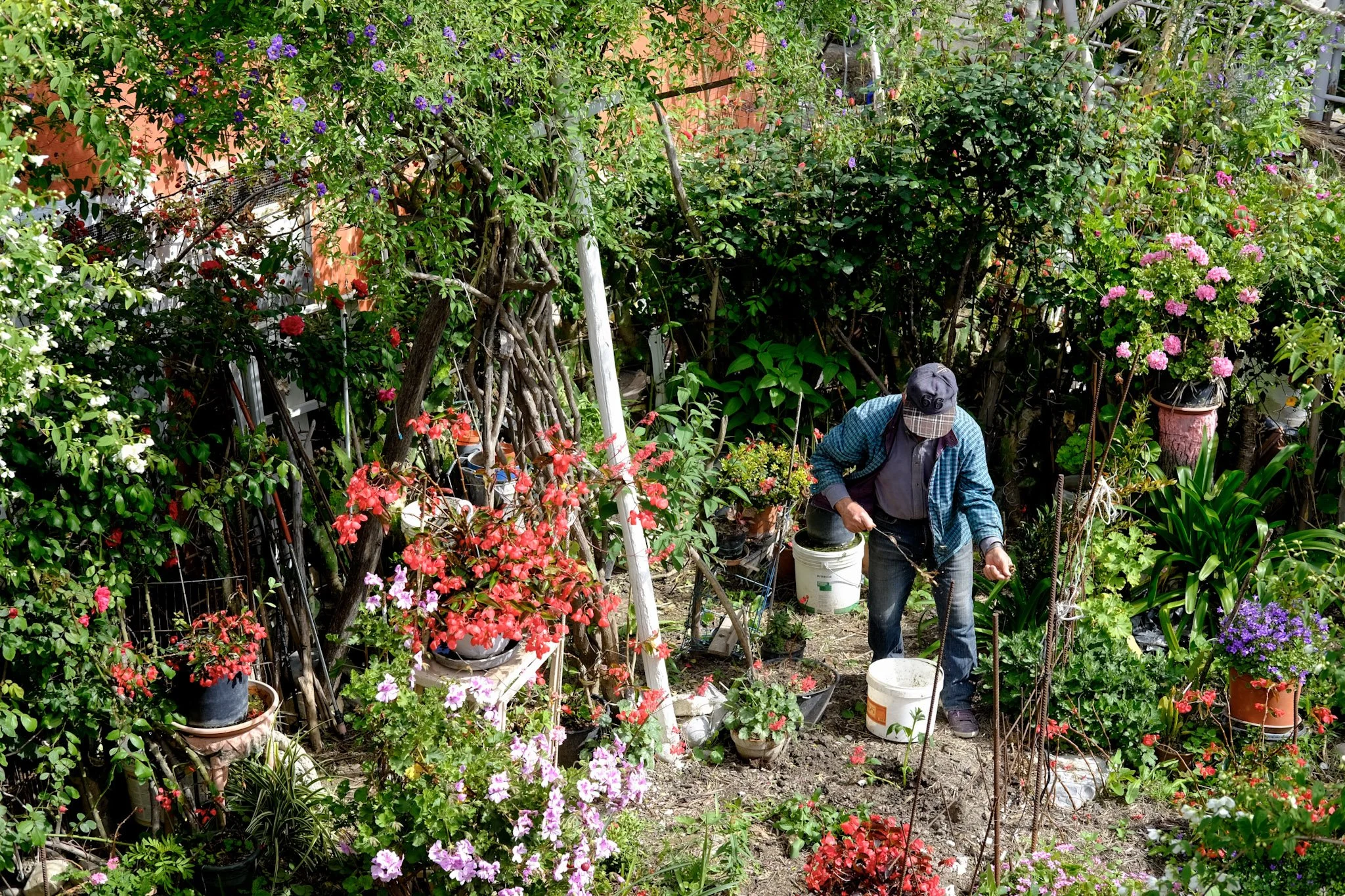 A person tending to potted flowers and plants in a lush garden with various colorful flowering bushes and greenery.
