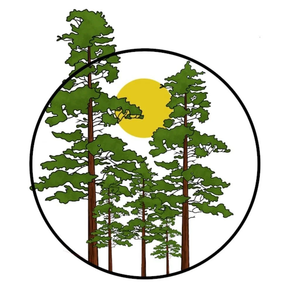 Illustration of a forest with tall pine trees, a yellow sun, and a flying yellow bird, enclosed in a circular border.