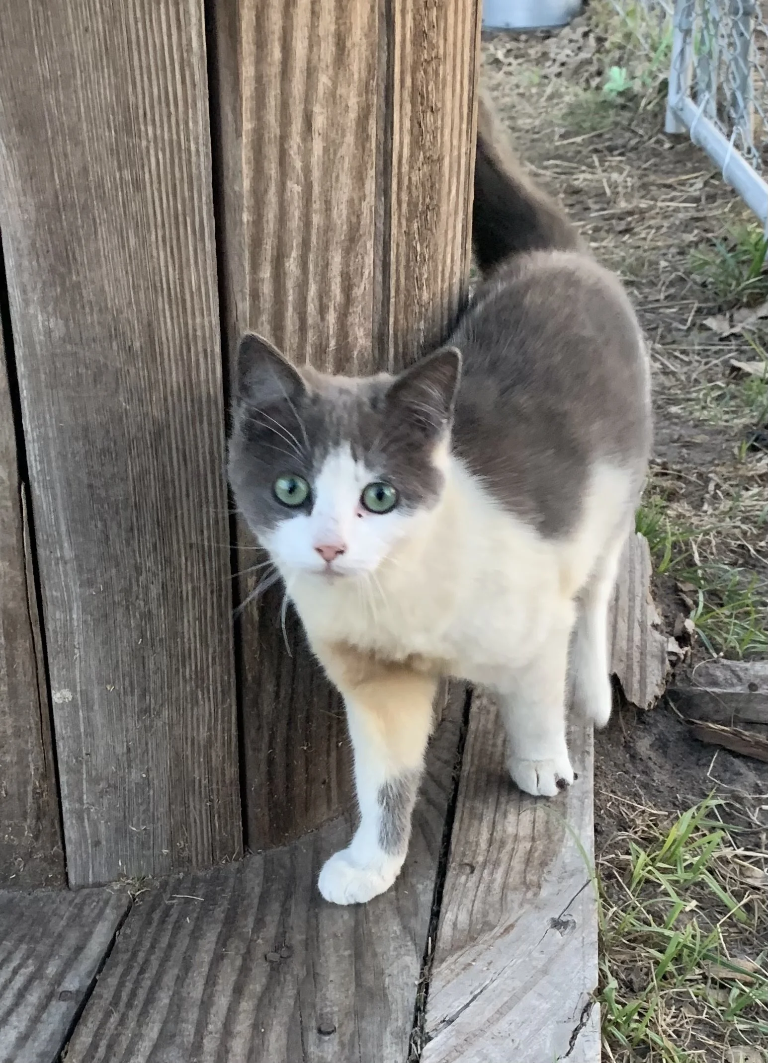 Gray and white cat with green eyes walking on wooden platform.
