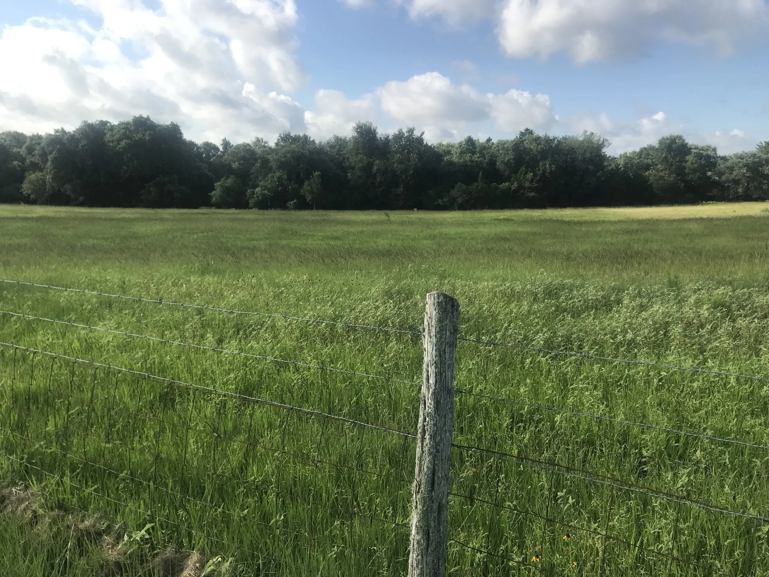 A grassy field with a wire fence and a wooden post in the foreground, a line of trees in the background, and a partly cloudy sky.