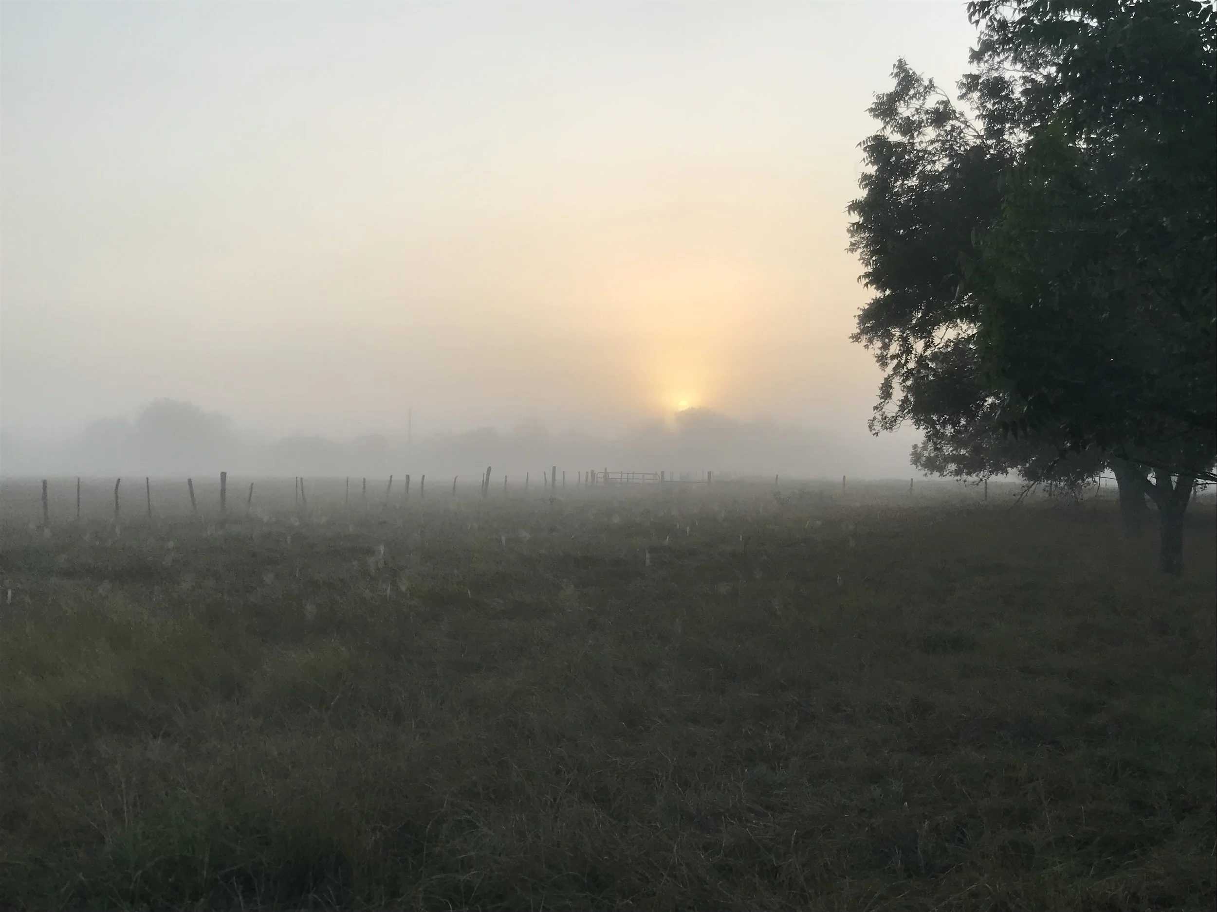 A misty outdoor scene with a large tree on the right and a wooden fence stretching across the field in the background. The sun is partially visible through the fog, giving a soft glow to the scene.