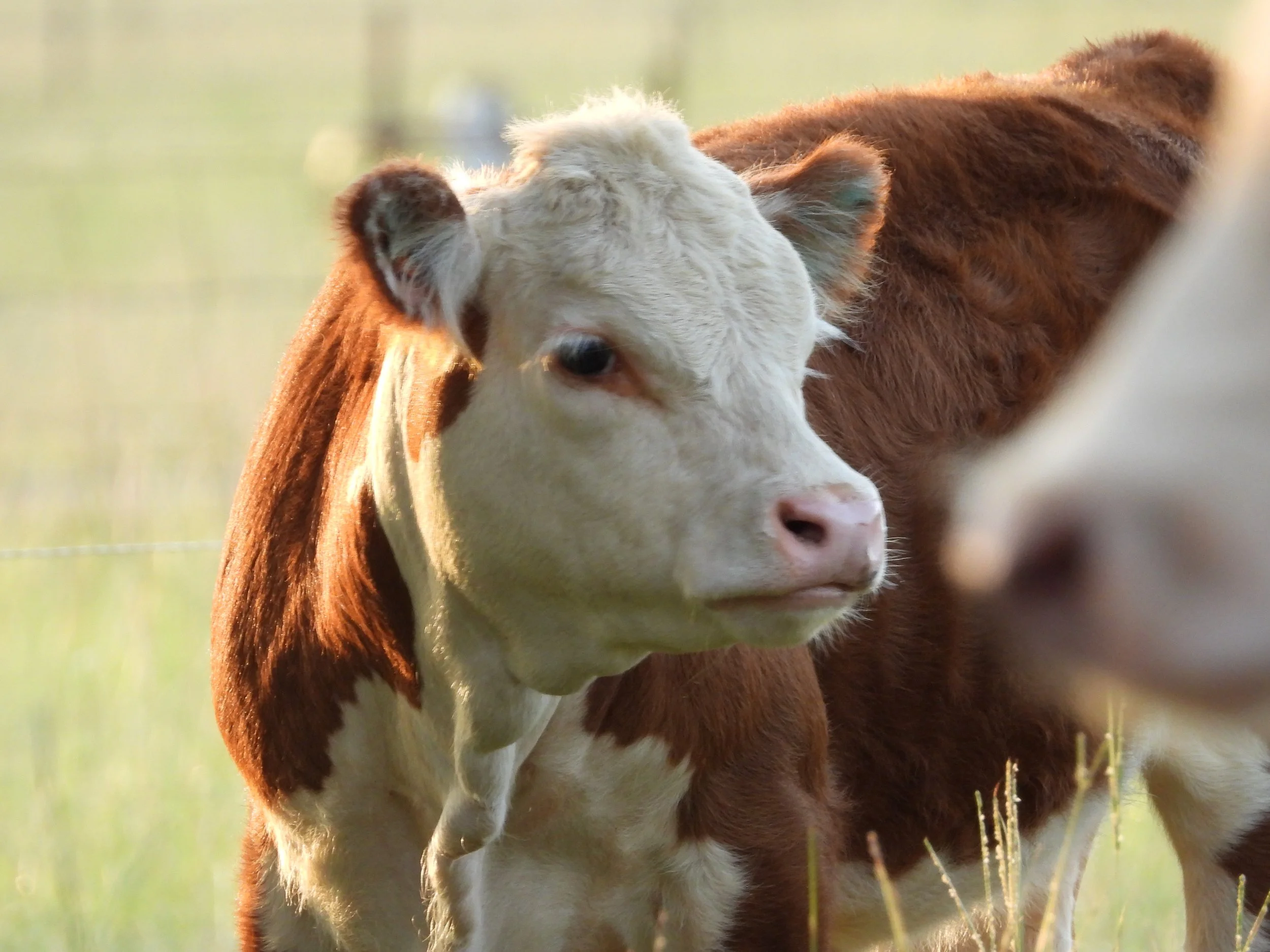 Close-up of a young cow with a cream-colored face and brown body, standing outdoors in a grassy field.