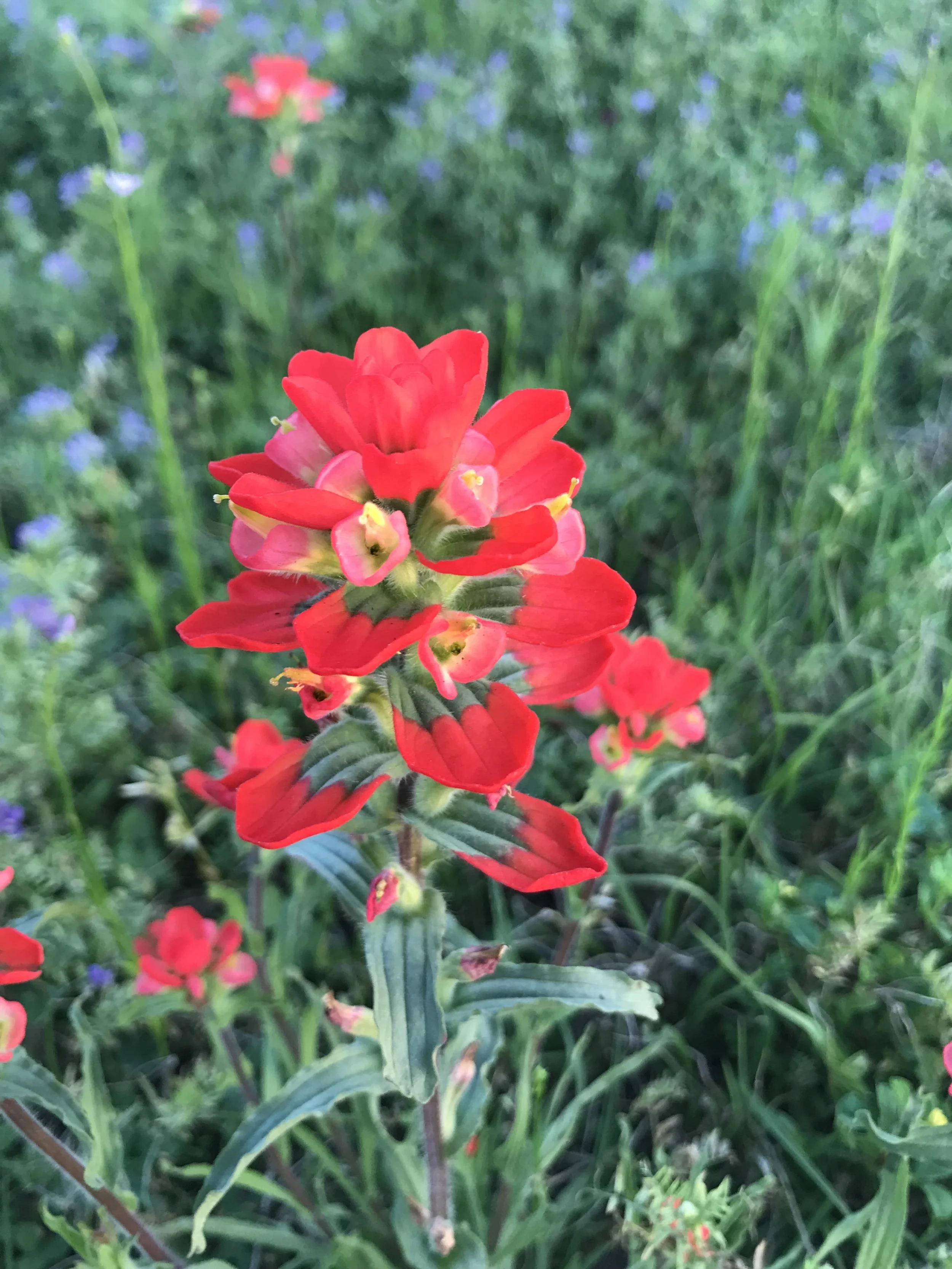 A close-up of a vibrant red flower with green leaves and a blurred background of green grass and small purple flowers.