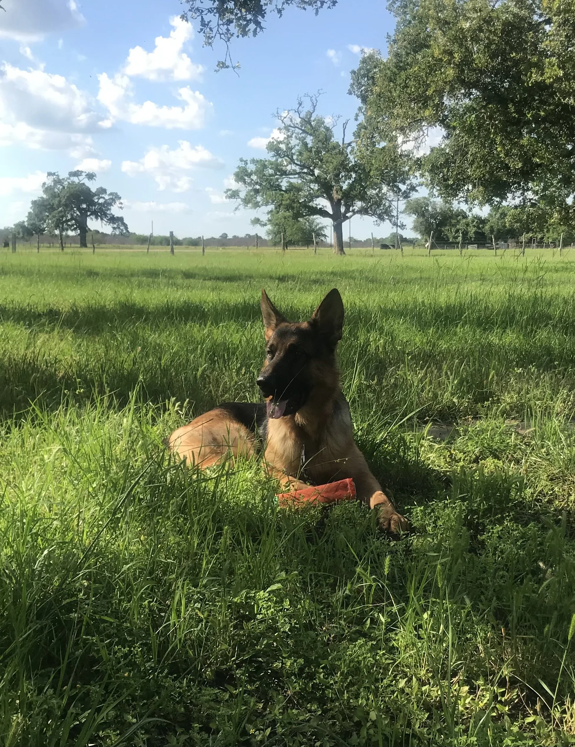 A dog lying in tall green grass in a rural area with trees, a fence, and a blue sky with scattered clouds in the background.