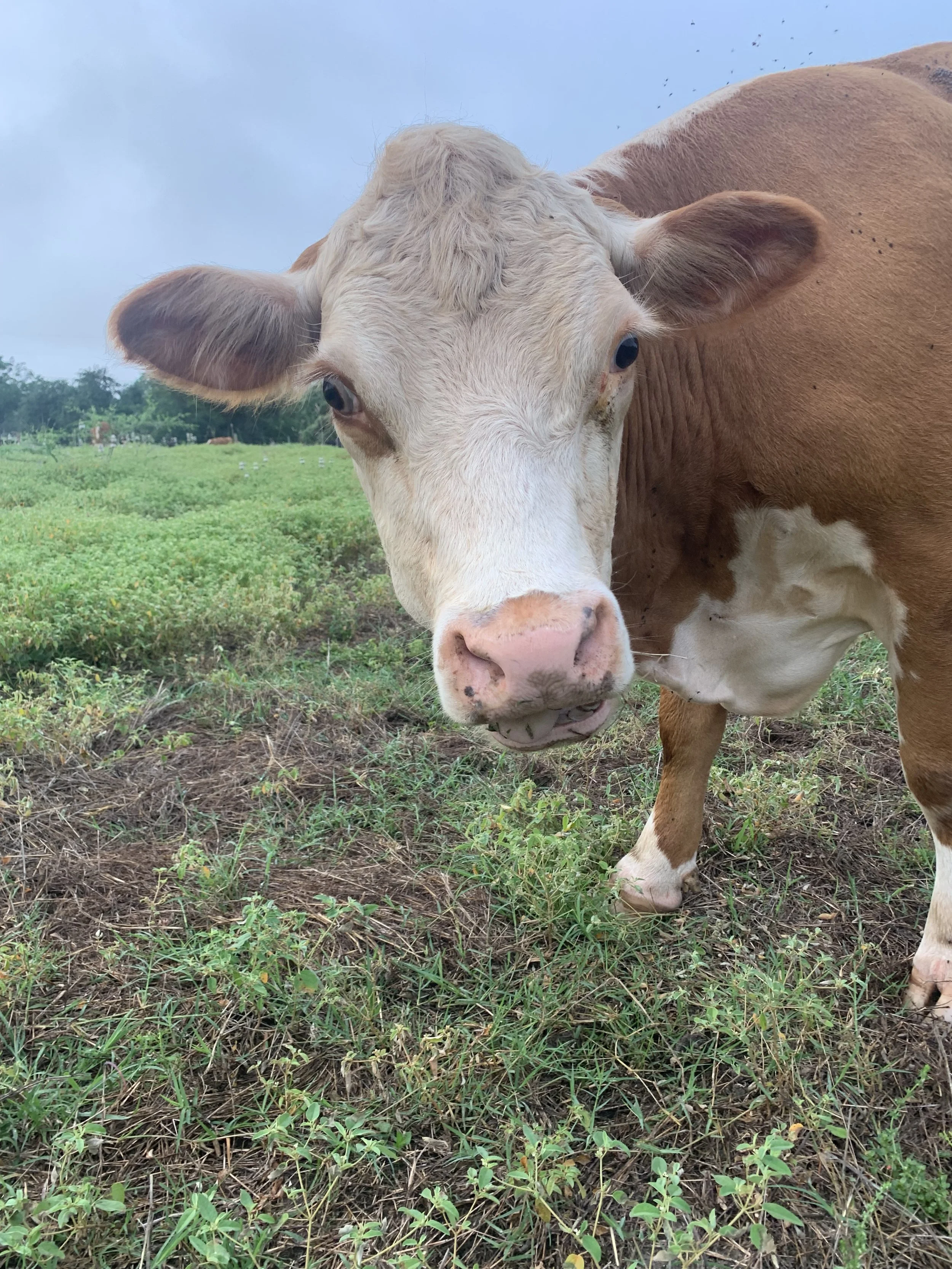 Close-up of a brown and white cow standing on grassy land with a cloudy sky in the background.