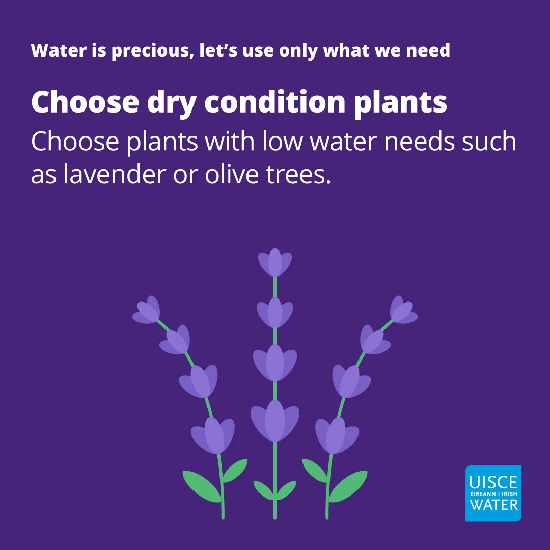 IW_Conservation_choose dry condition plants_square.jpg