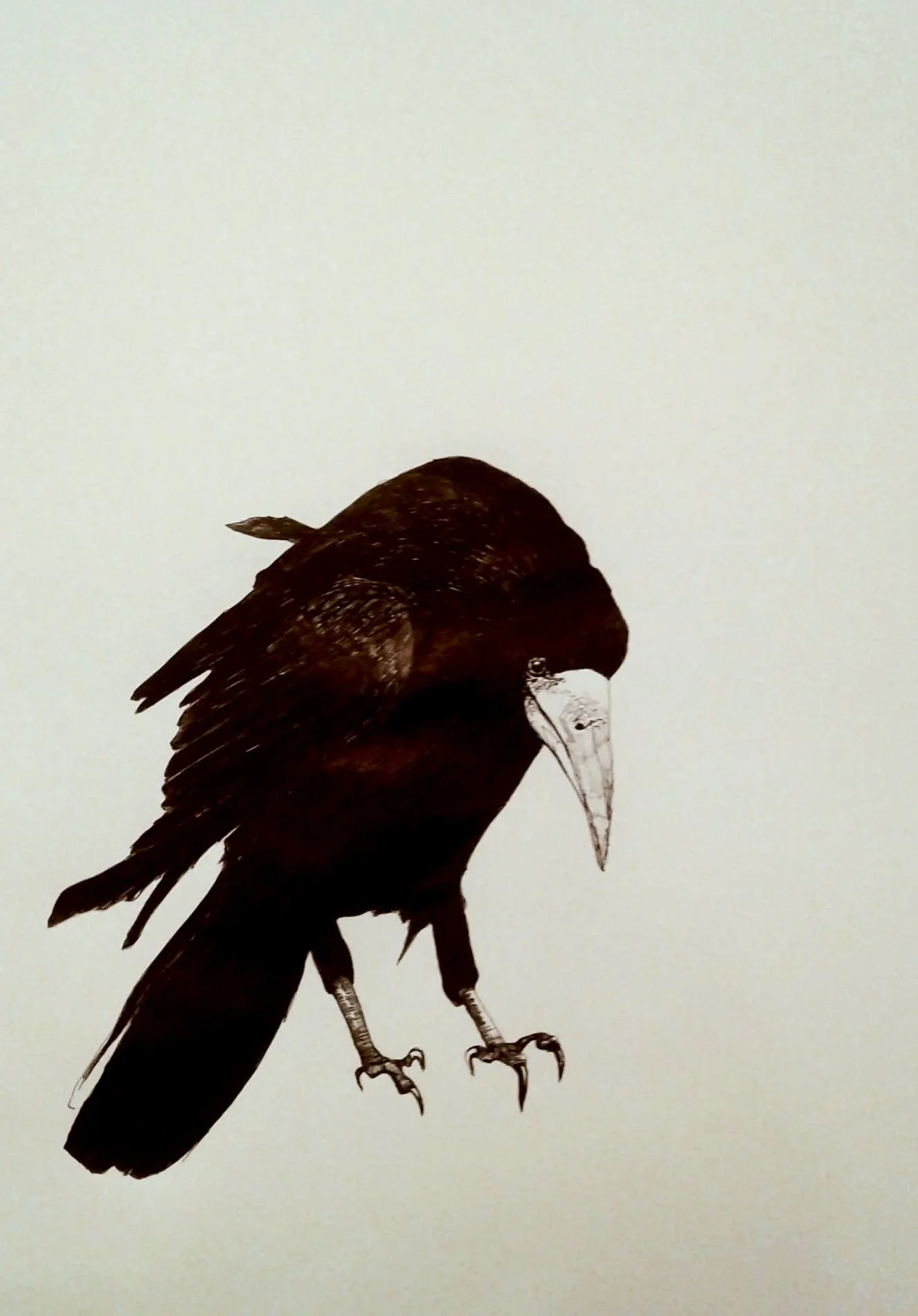 Illustration ancienne d’un corbeau noir aux ailes déployées, au bec clair et aux serres visibles.