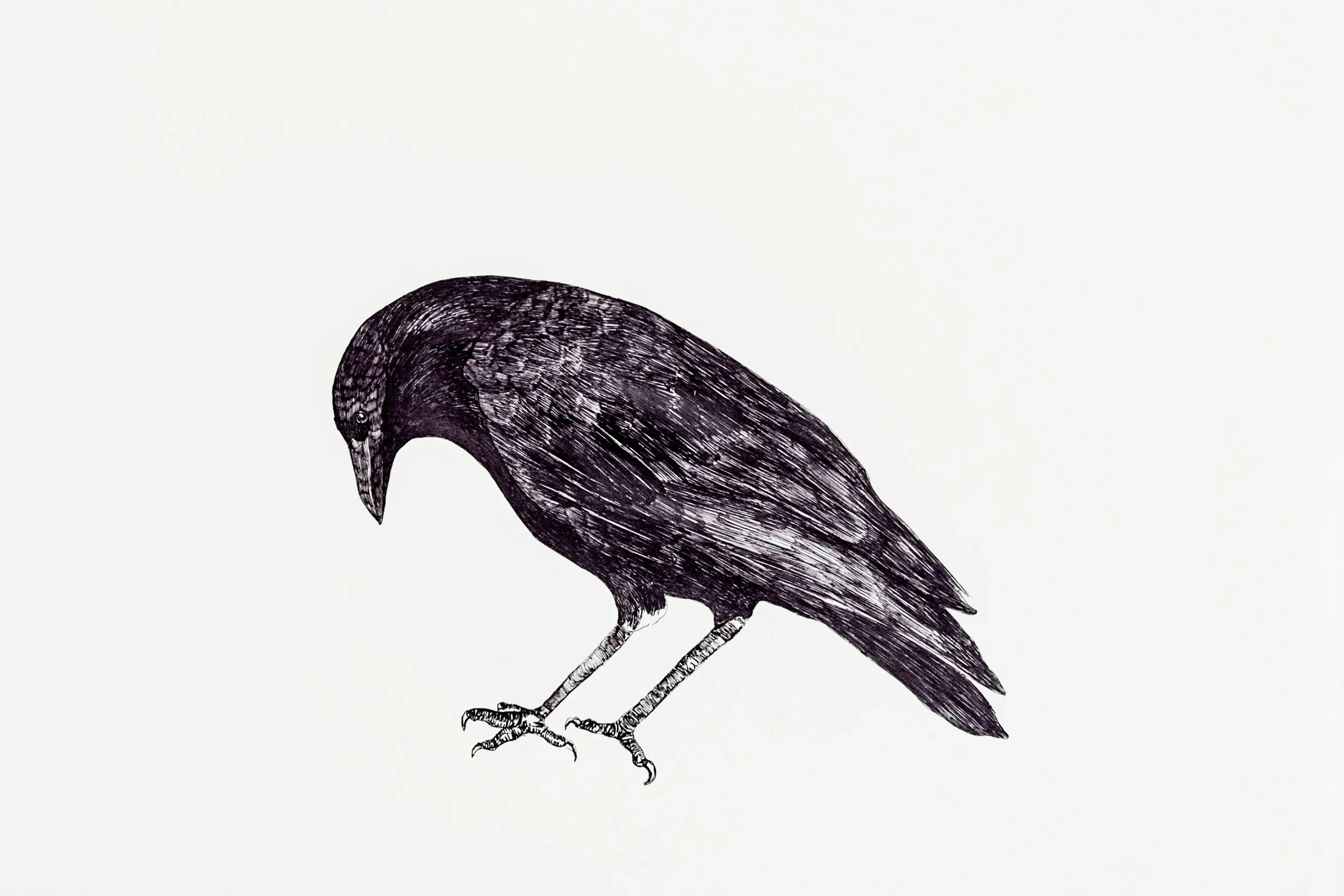 Illustration en noir et blanc d’un corbeau vu de profil, tête inclinée vers le bas.