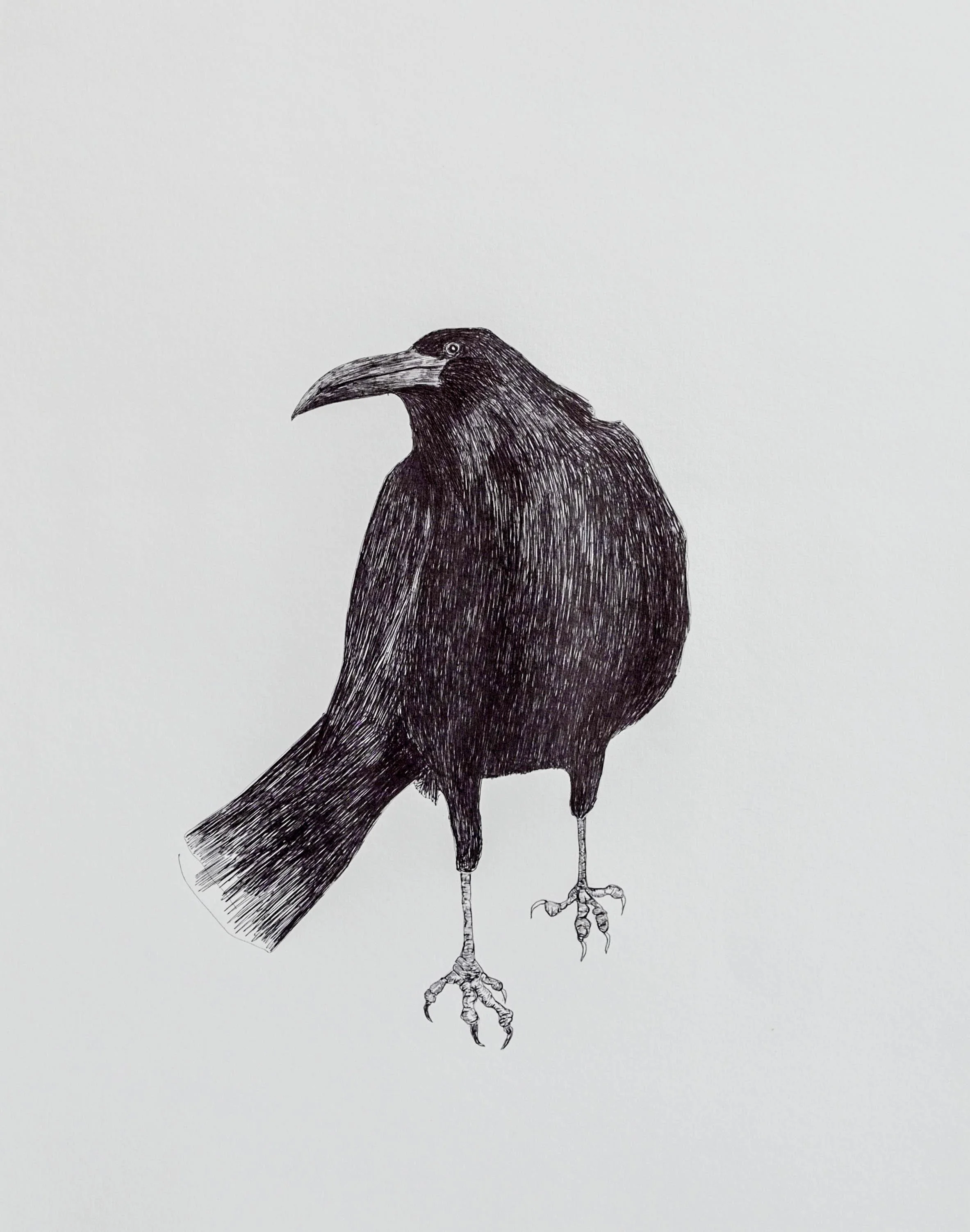 Dessin en noir et blanc d’un corbeau aux ailes repliées, vu de profil sur fond blanc.