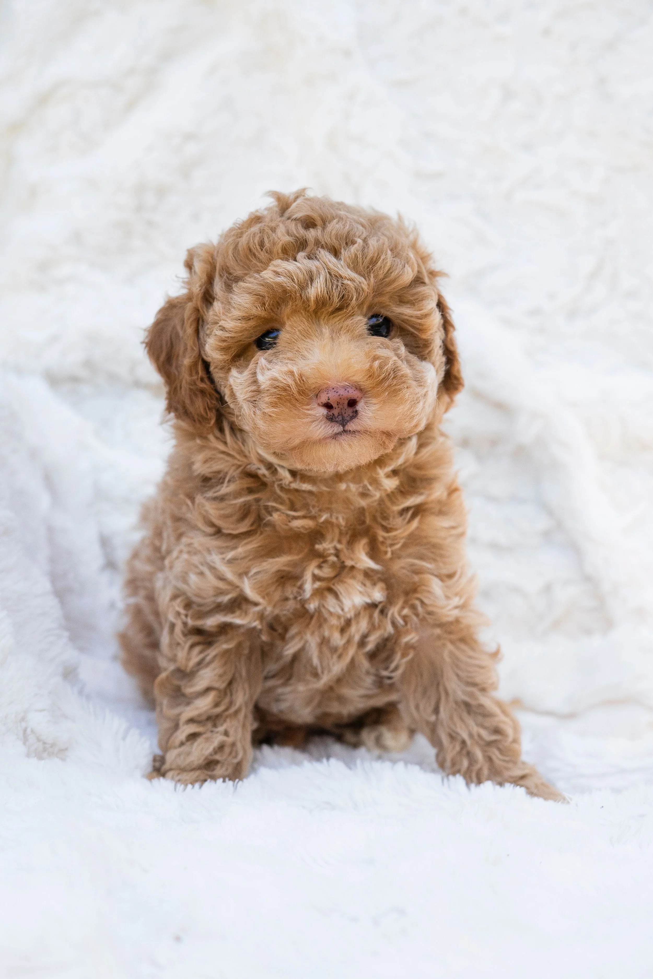 Latte (male)