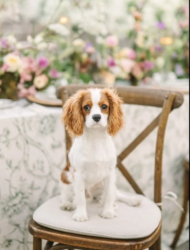 A cute puppy sitting on a wooden chair with a padded seat in front of a floral backdrop. Goose. King Cavelier Spaniel