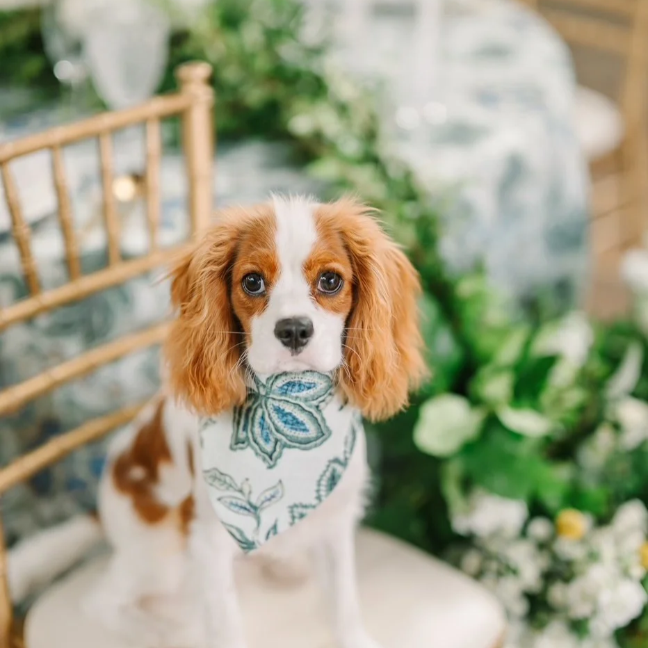 Cute puppy with brown and white fur wearing a blue and white bandana sitting on a white pillow, surrounded by green plants and a wooden chair.